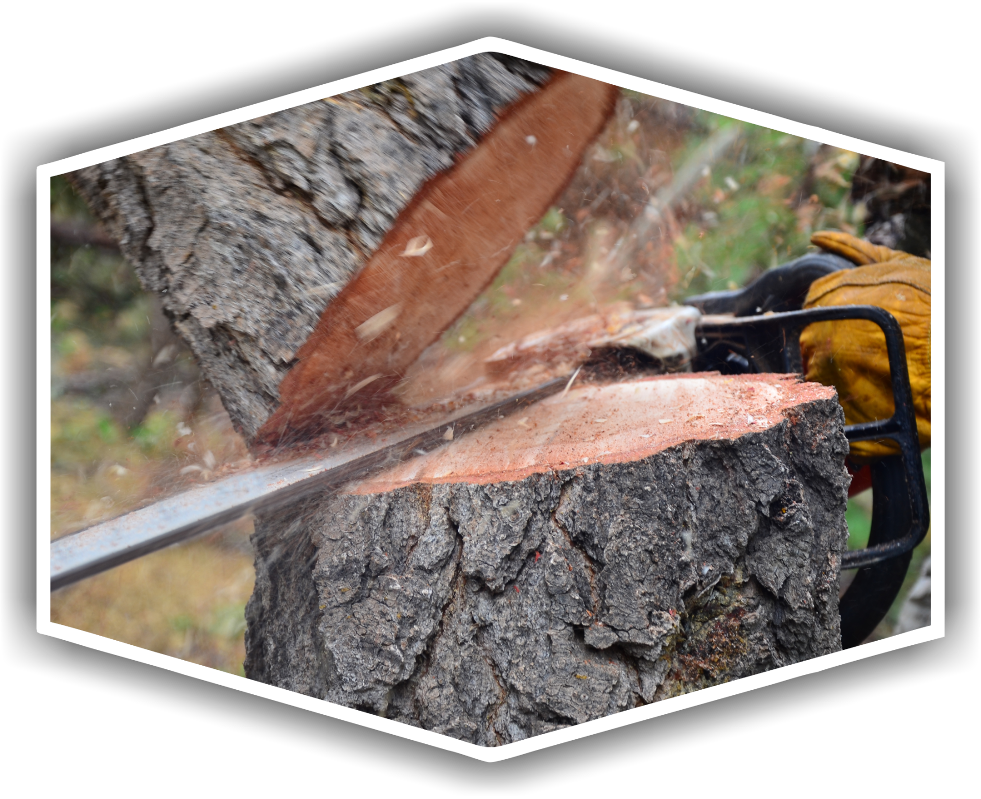 Chainsaw cutting through a tree trunk. Person wearing gloves operates the saw.