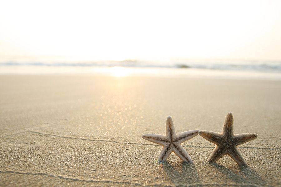 two starfish are sitting on a sandy beach .