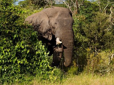 rhinos grazing in kill plains northern section of akagera
