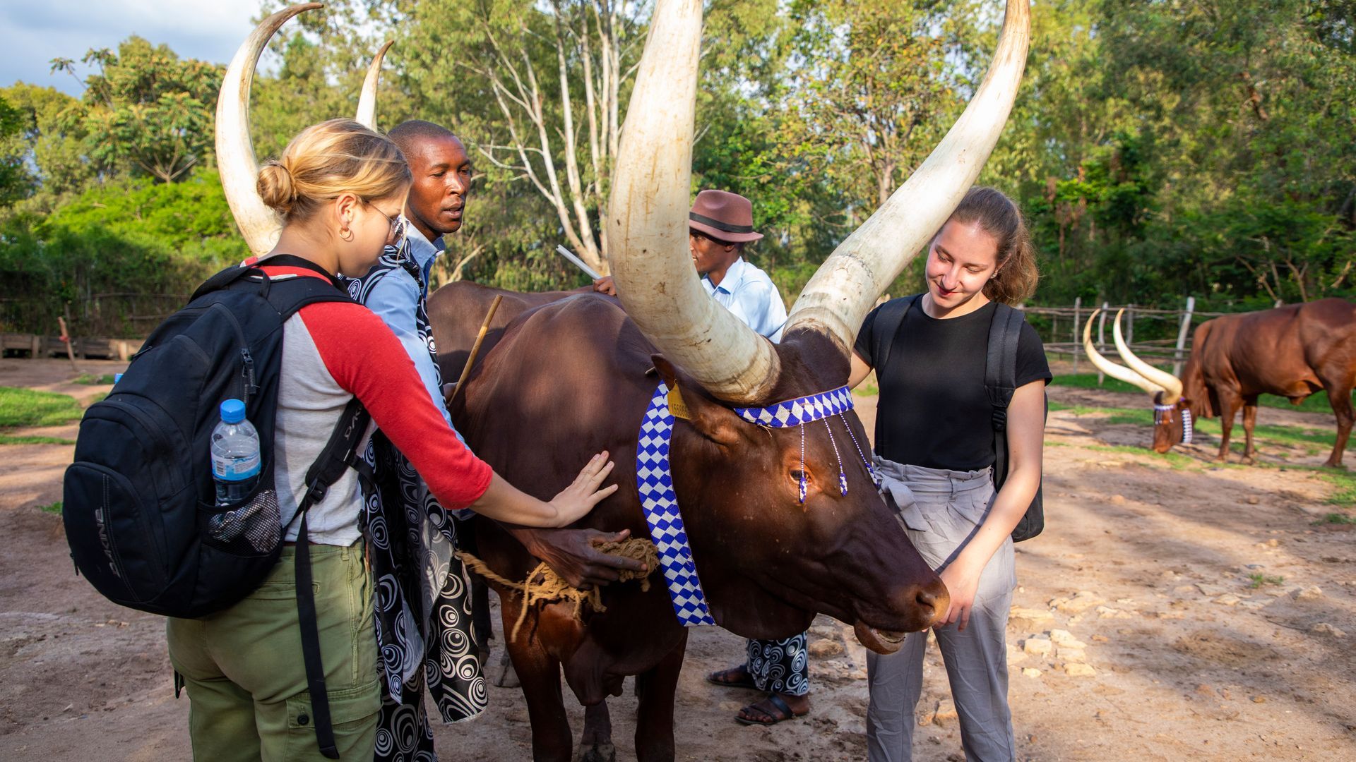 Visitors caressing the long horned Inyambo Cow