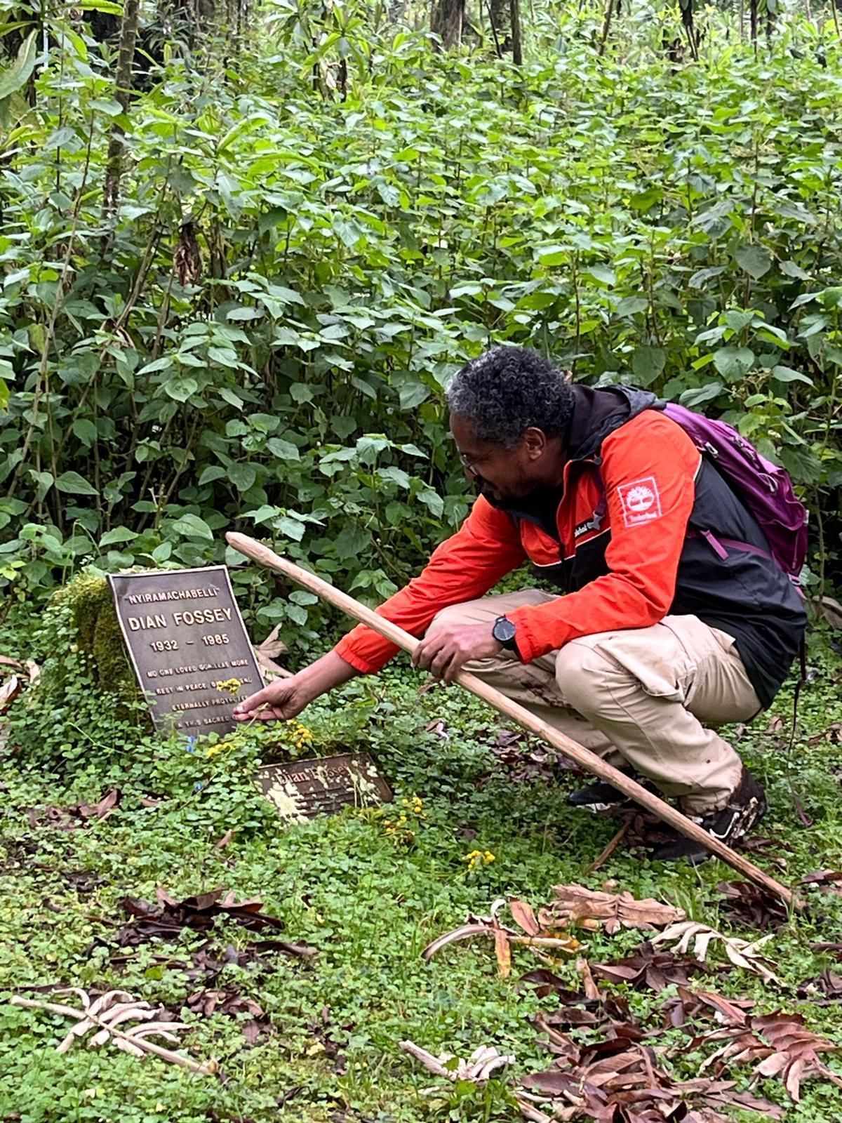 Visitor placing flowers at Dian Fossey grave site Volcanoes National Park Rwanda