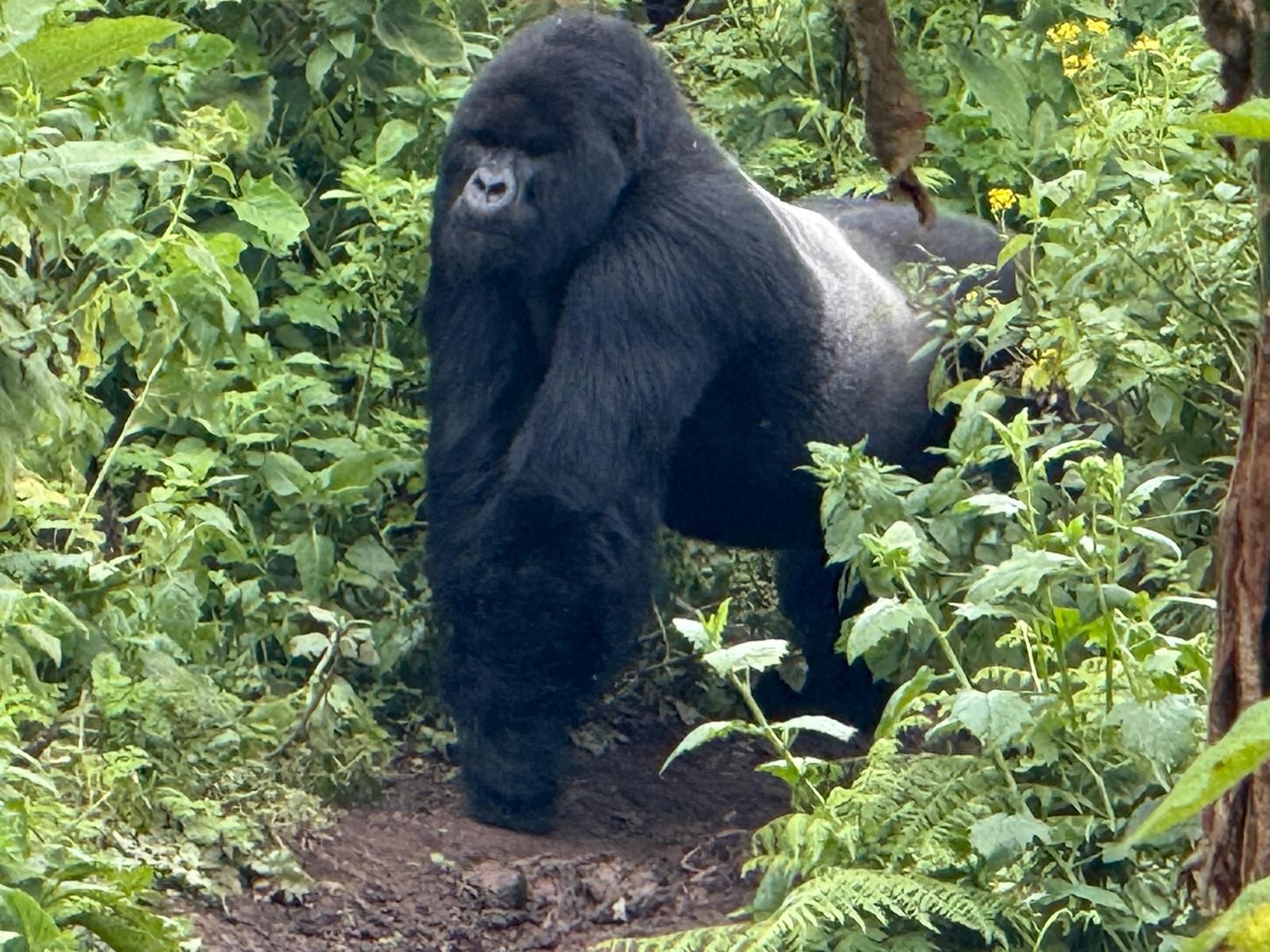 Silverback mt. gorilla in Volcanoes national Park