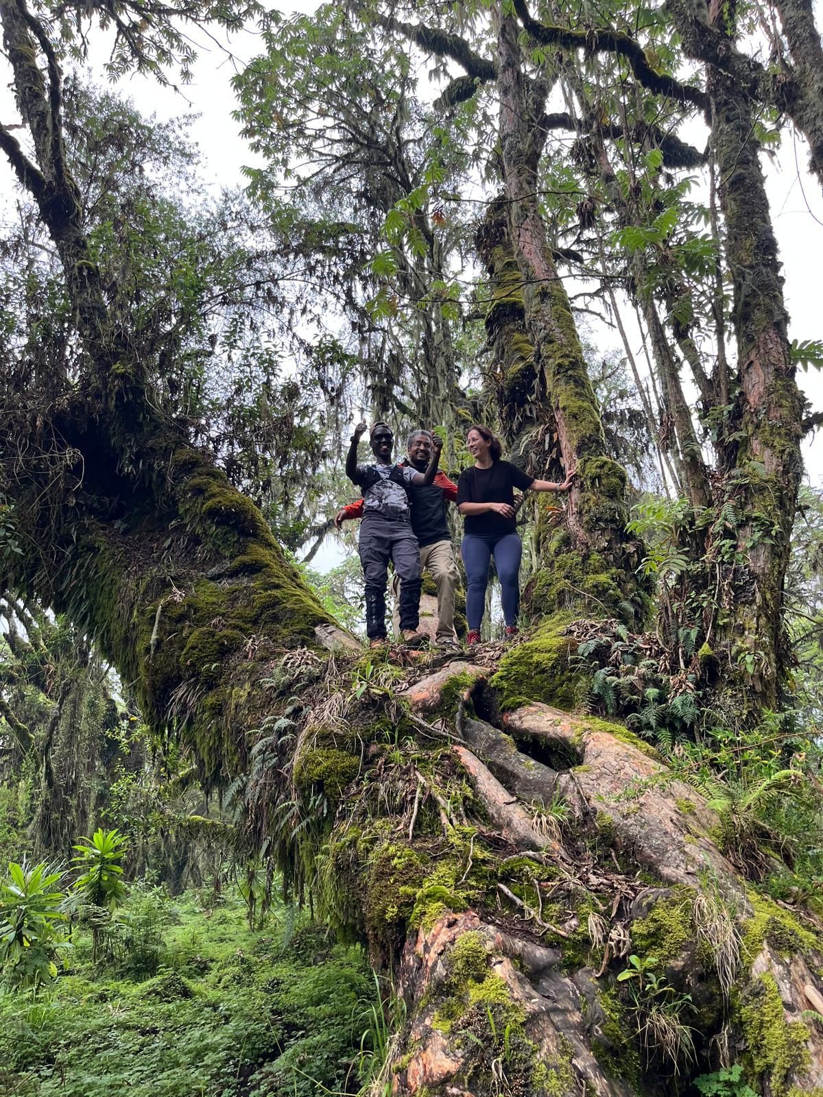 Hikers on giant ancient tree Volcanoes National Park Rwanda showing unique volcanic landscape