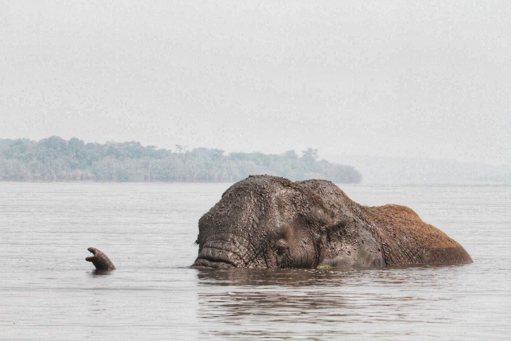 Picture of mutware on lake item. Akagera National park's most famous animal