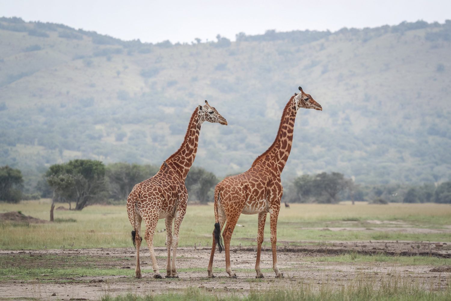 Giraffes at Akagera