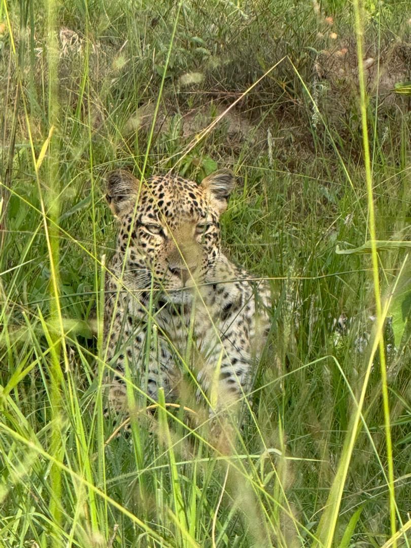 Leopard camouflaged in tall green grass