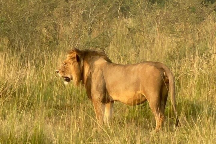 Male lion camouflaged in tall savannah grass, Akagera