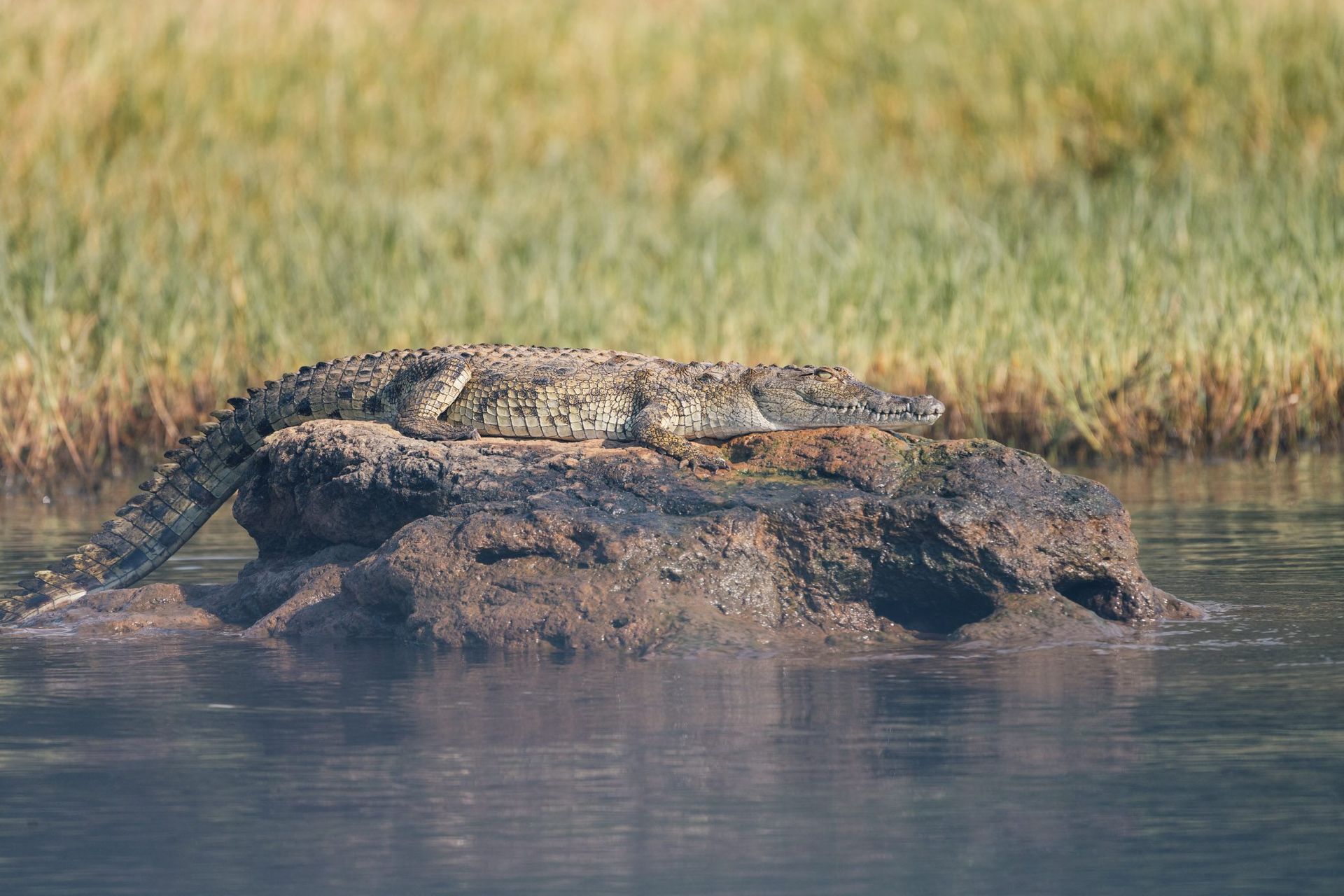 crocodile soaking in the sun perched on a rock on the shores of lake Ihema