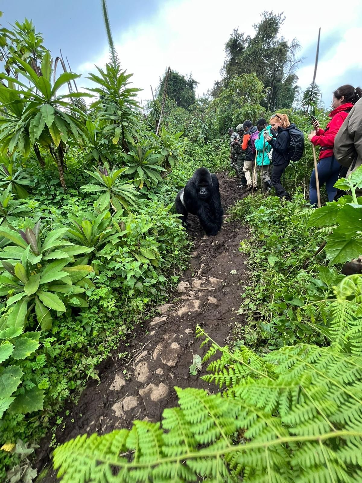 Hikers encountering mountain gorillas on Dian Fossey hike Volcanoes National Park Rwanda