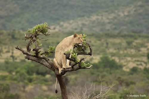 Lion on tree in Akagera