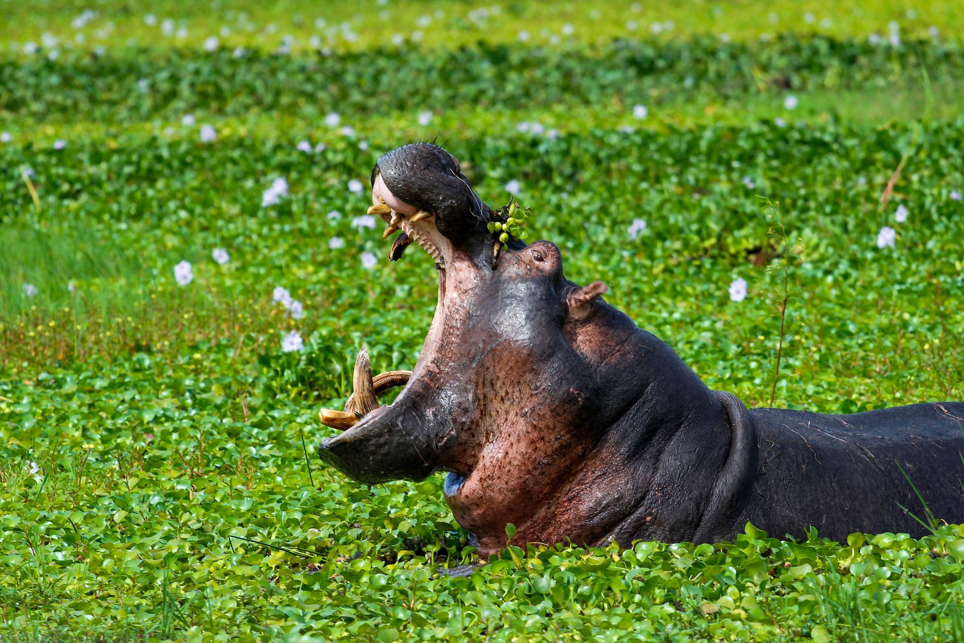 akagera national park hippo yawning