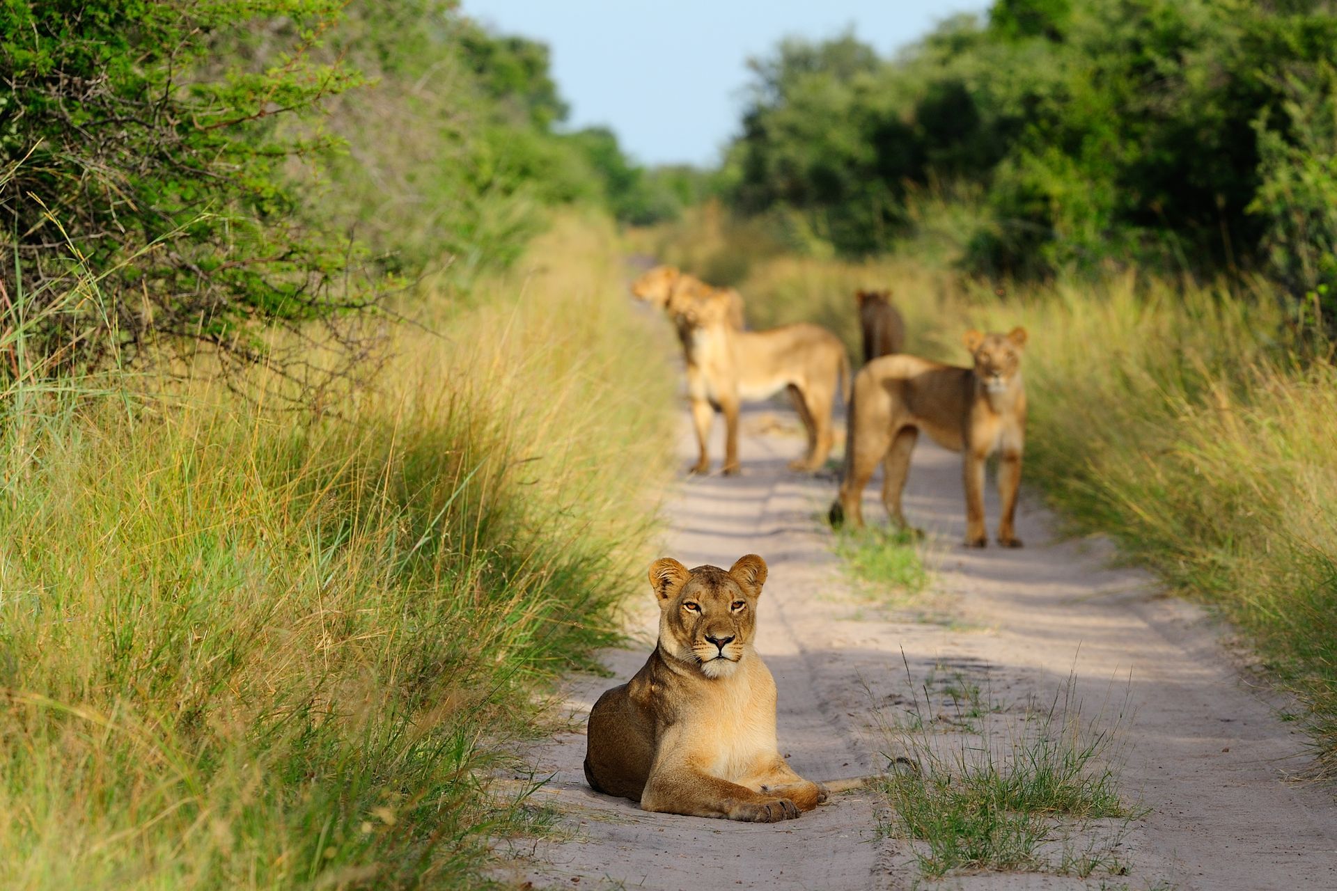 lions in akagera national park