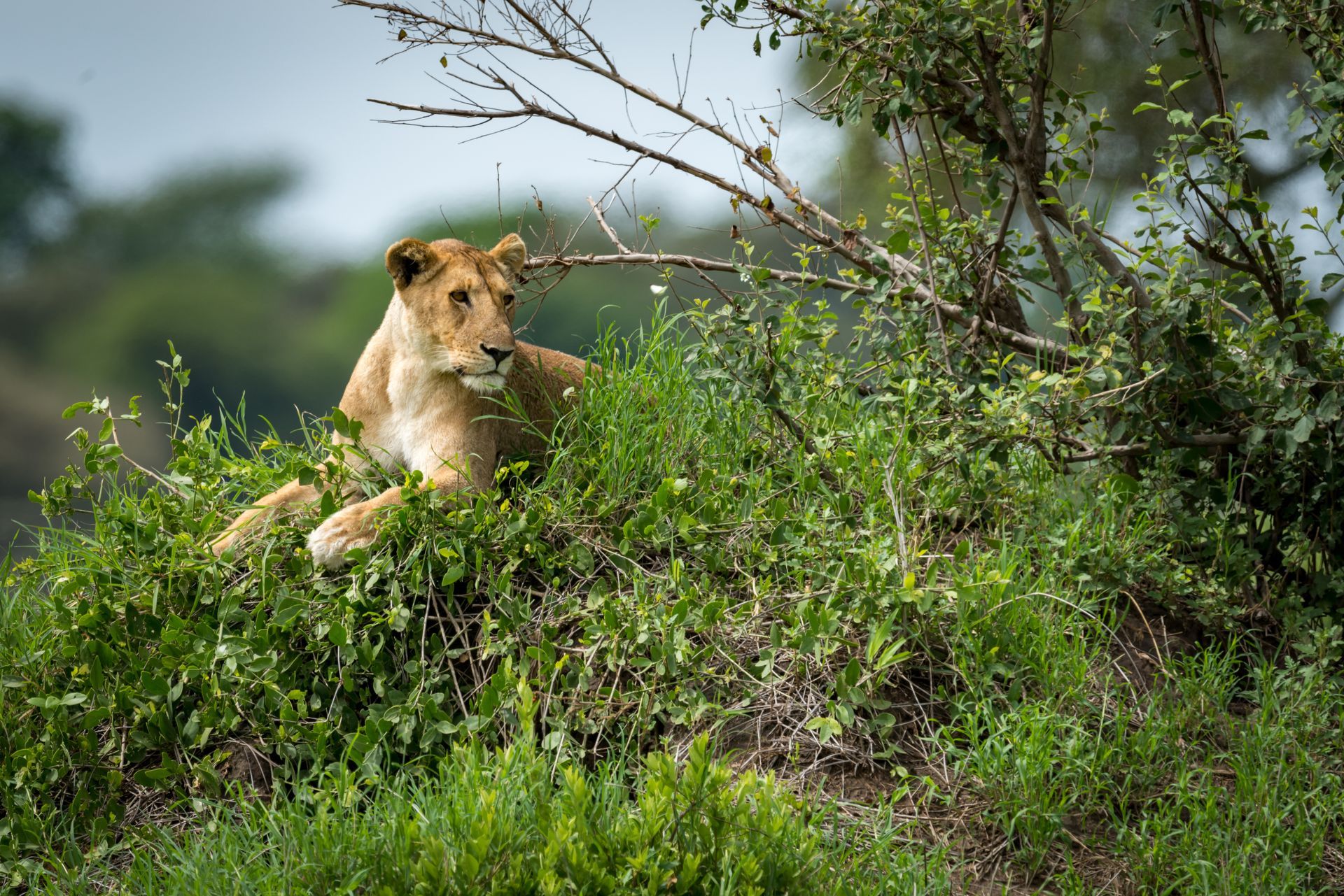 tree climbing lion akagera national park