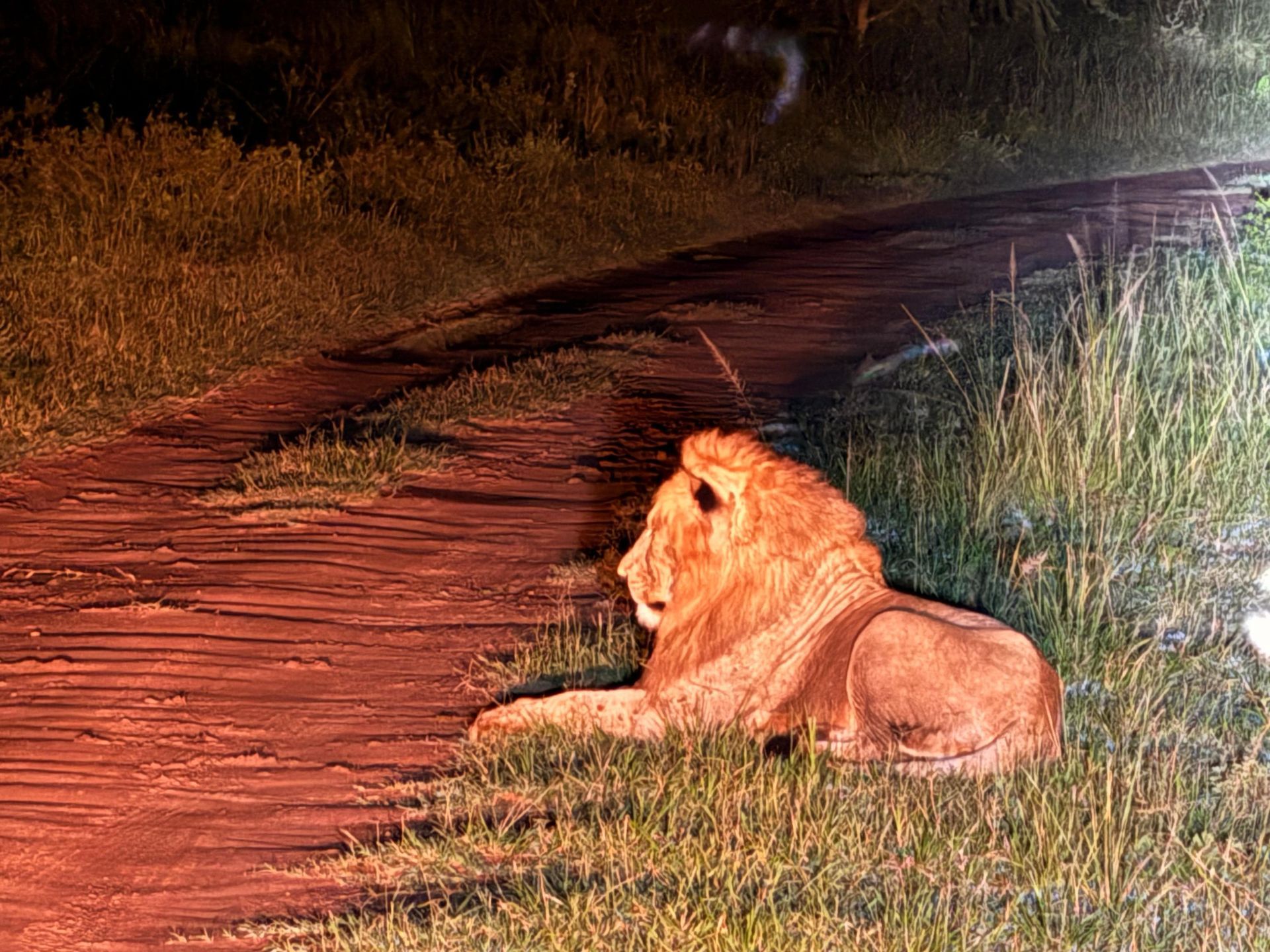 Northern night safari Kilala Plains