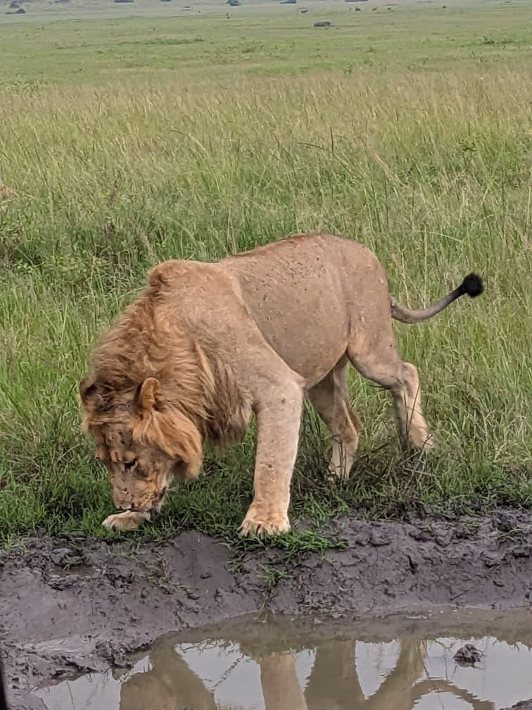 Lion drinking from puddle along game drive track in Akagera