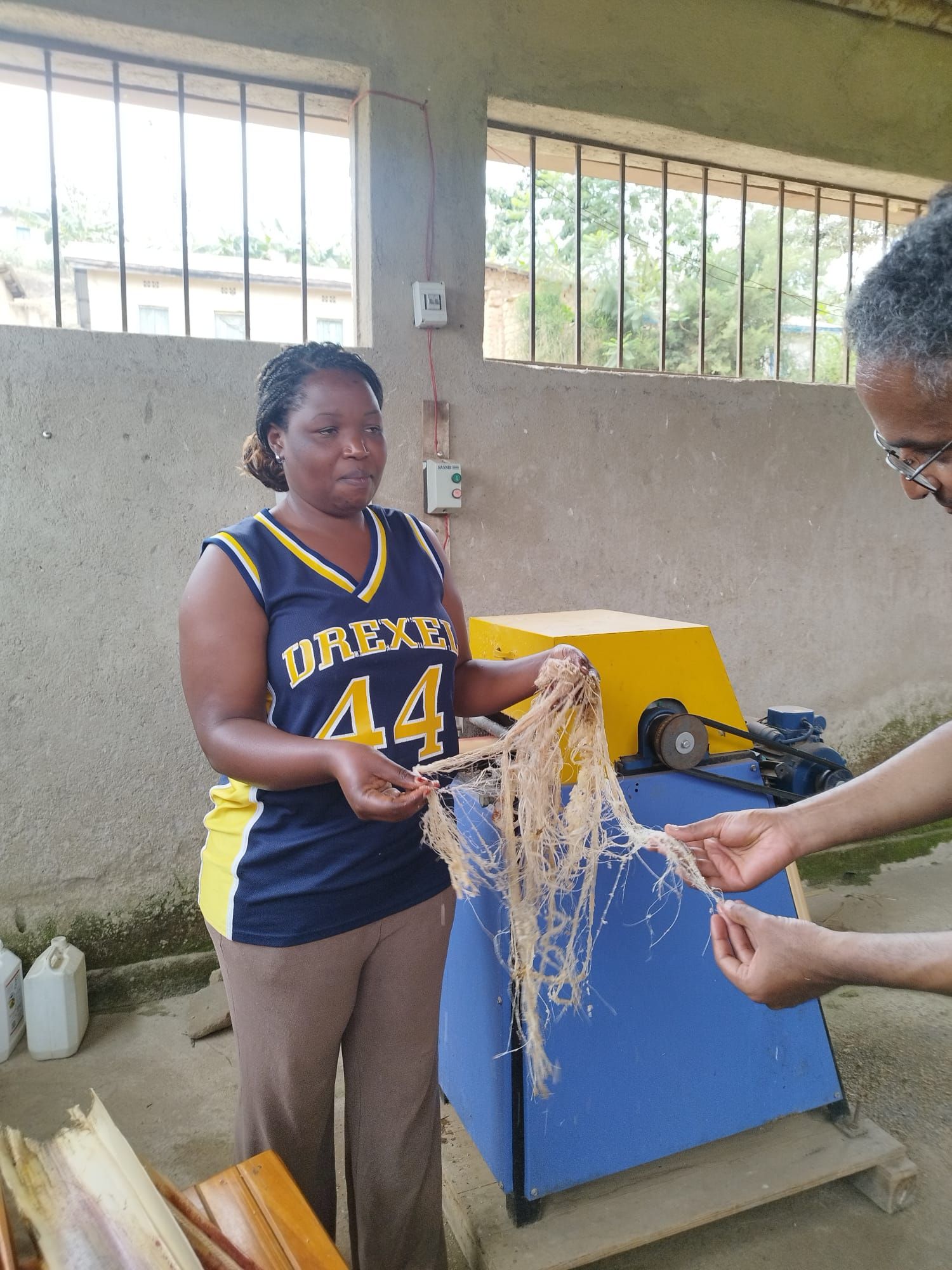 Stripping the fibres from the banana tree