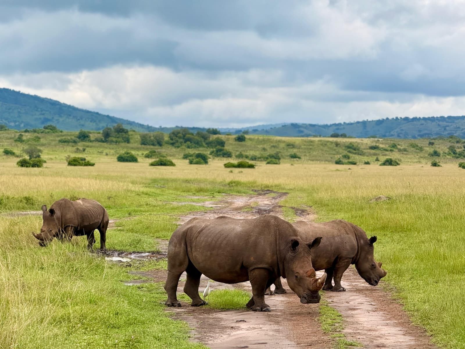rhinos grazing in kill plains northern section of akagera