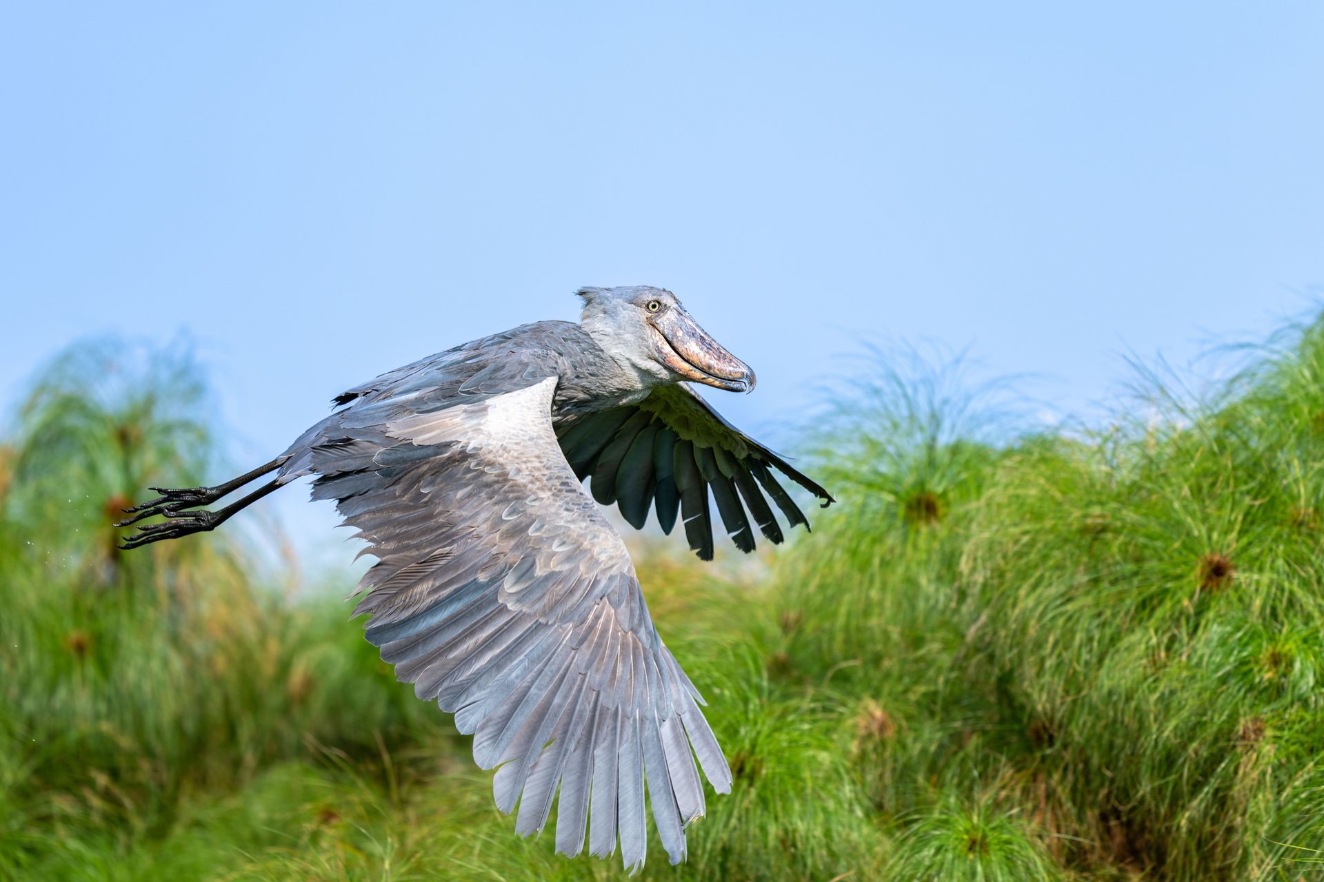 Akagera National Park shoebill stork in flight over papyrus swamp wetland corridor eastern Rwanda