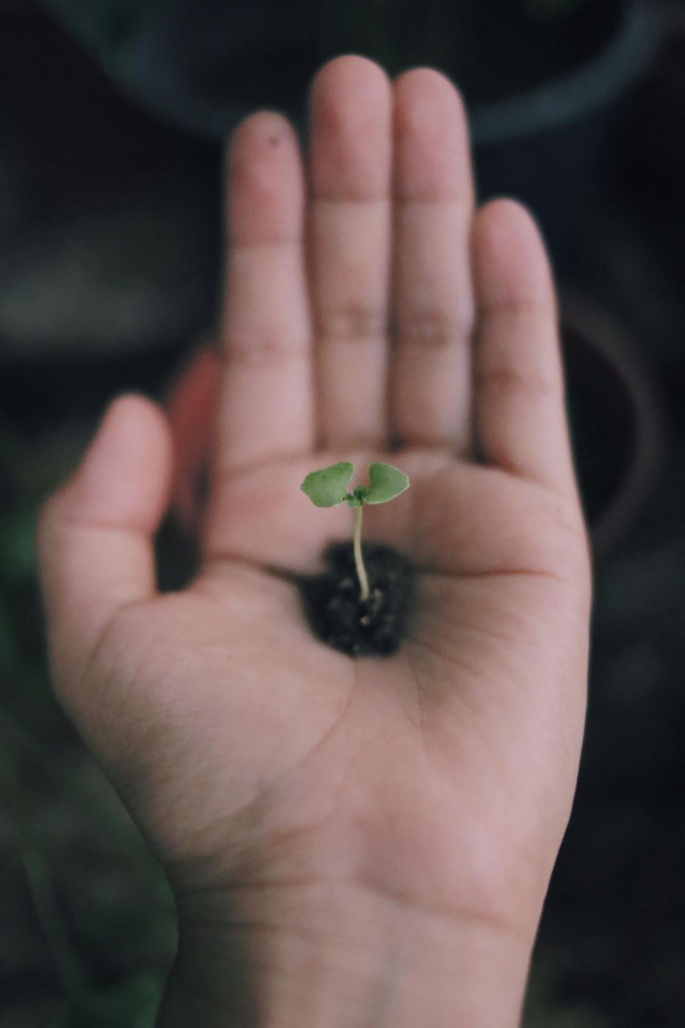 A hand holding a tiny seedling growing in soil.