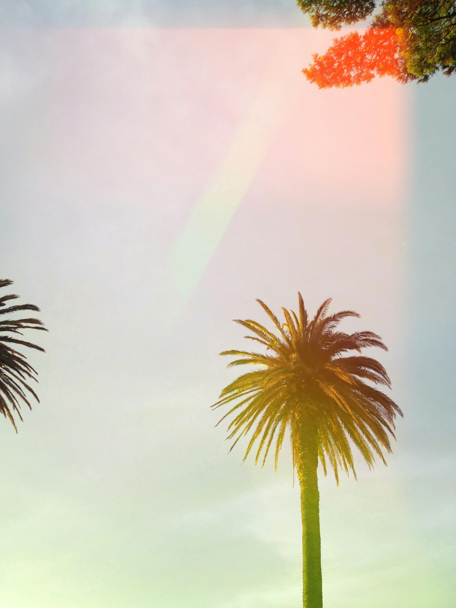 Palm trees against a bright sky, with lens flares.