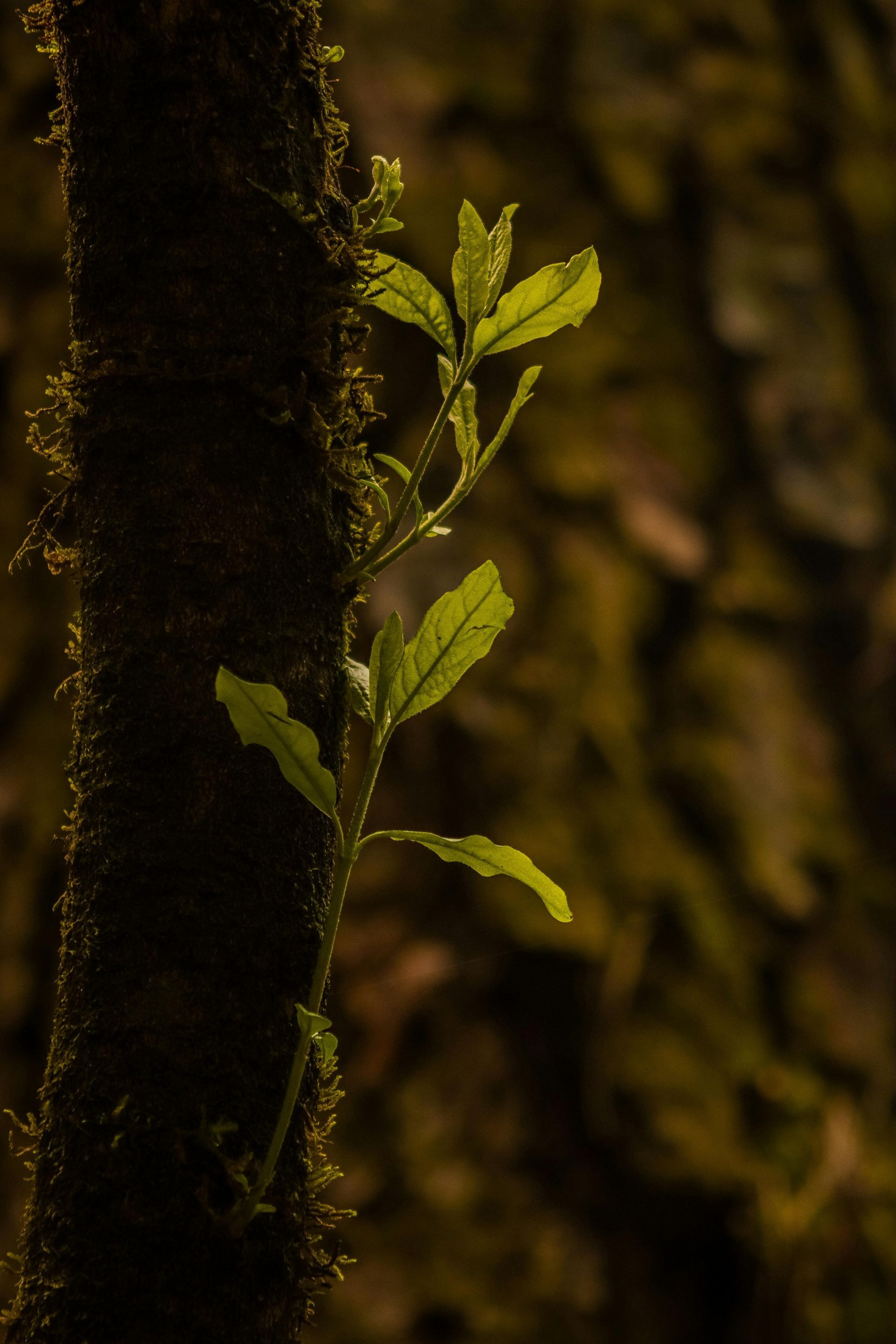 A small green plant with several leaves grows from a moss-covered tree trunk in a dim forest setting.
