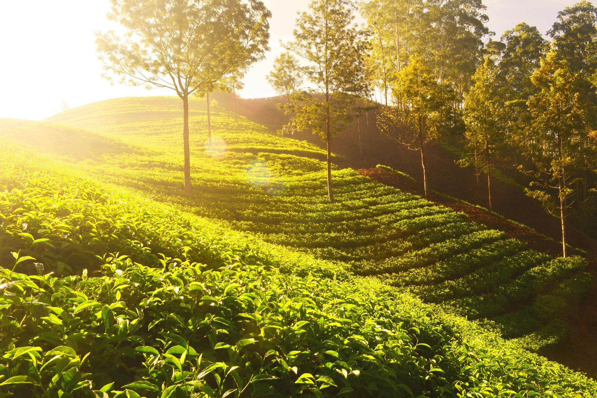Rolling green tea plantation bathed in warm sunlight, with trees dotting the landscape.