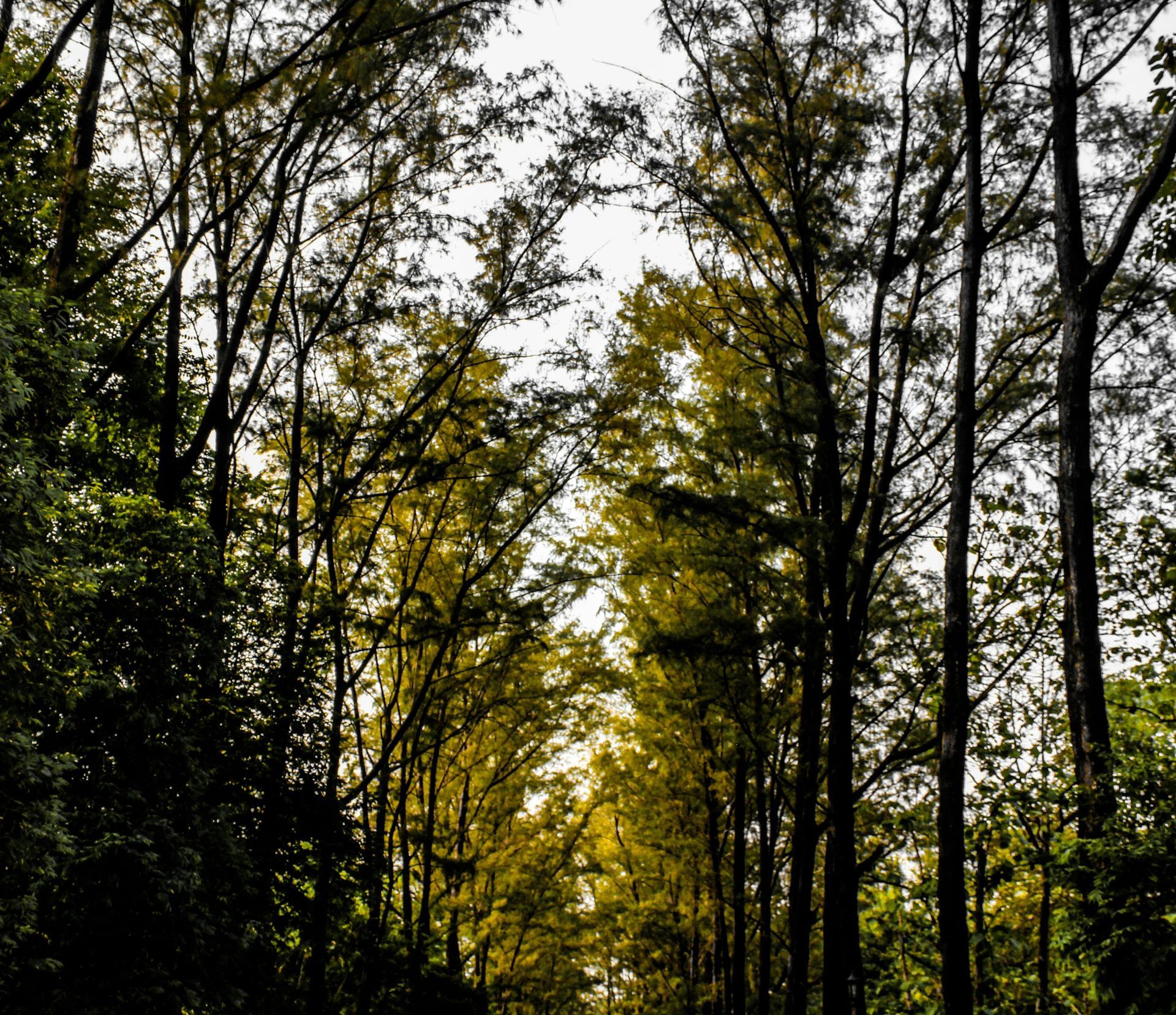 Sunlight shines through the branches of a large tree with exposed, textured roots; clear sky in the background.
