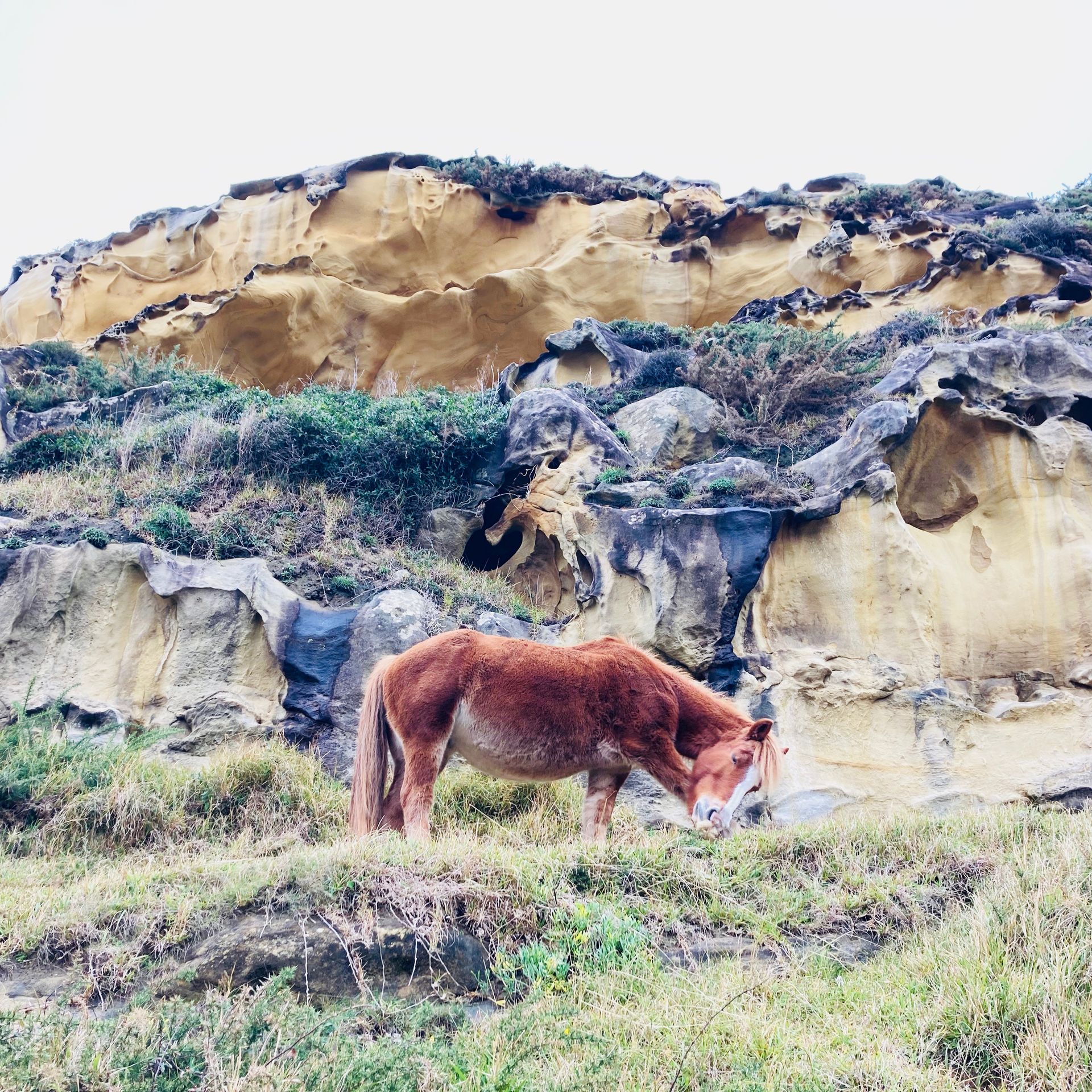 Brown horse grazing on a grassy hillside with textured rock formations in the background.