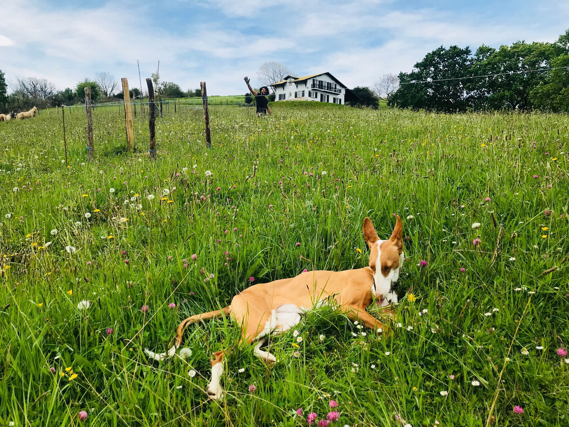 Dog resting in a field of green grass and wildflowers, with a house in the background.
