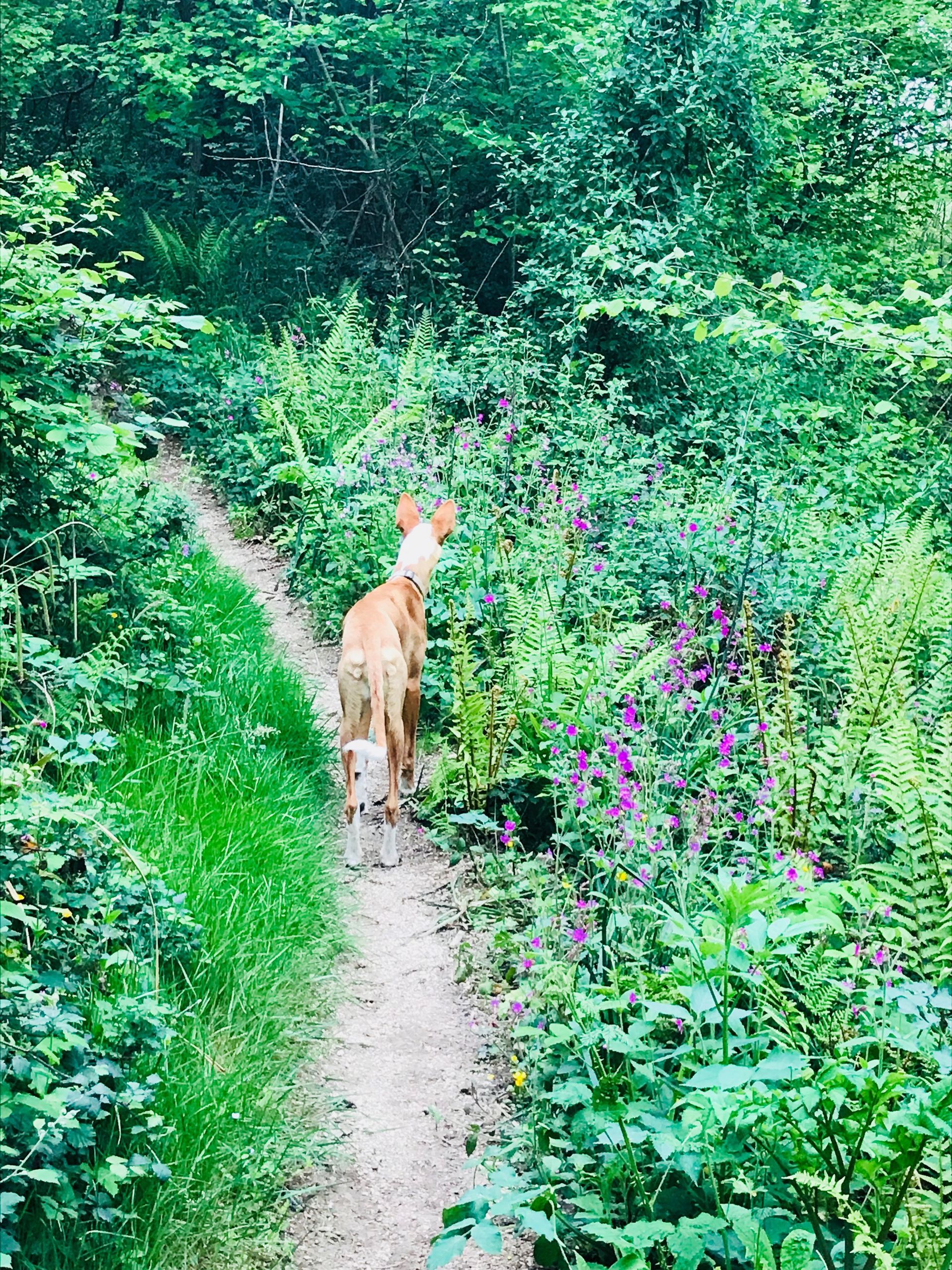 Deer on a dirt path through lush green foliage, facing toward the viewer.