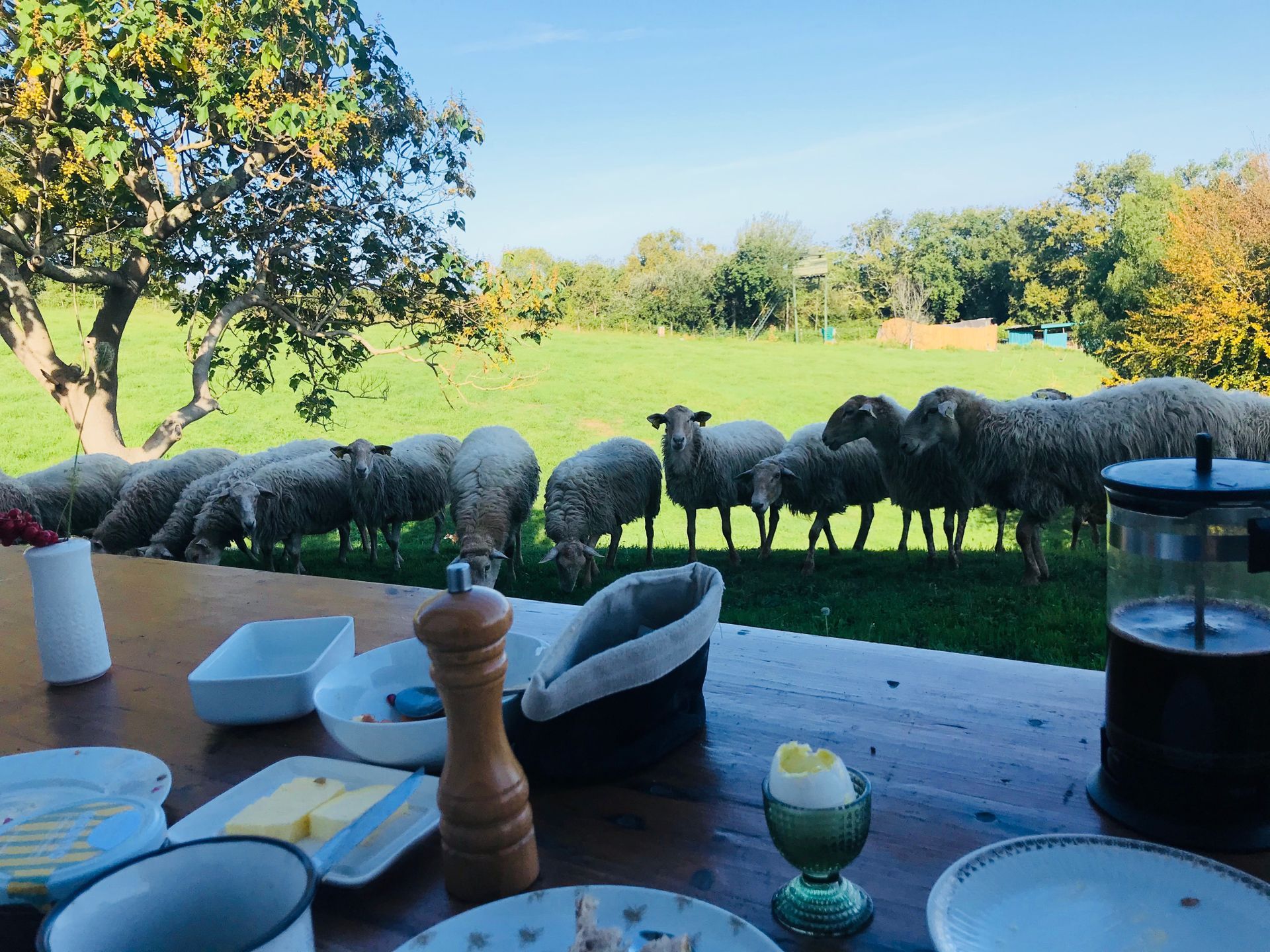 Sheep grazing near a table with a breakfast spread set outdoors on a sunny day.