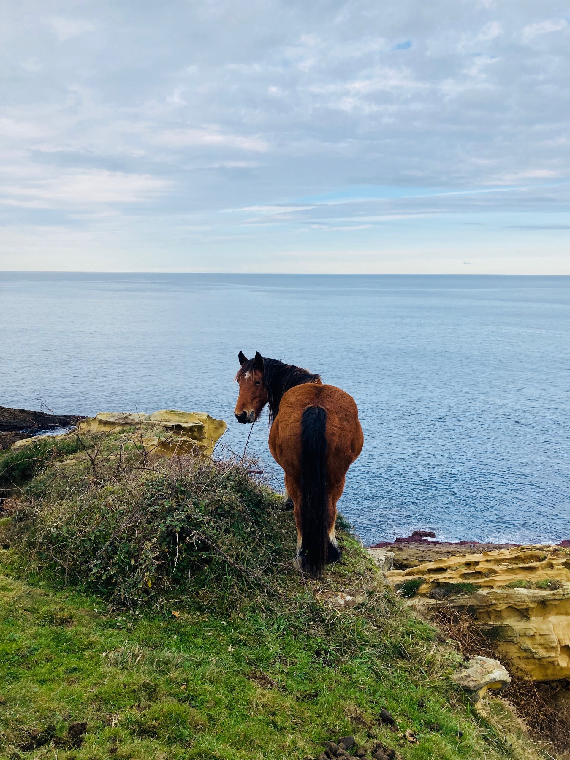 Brown horse stands near the ocean, looking back. Green grass, blue water, and cloudy sky in the background.