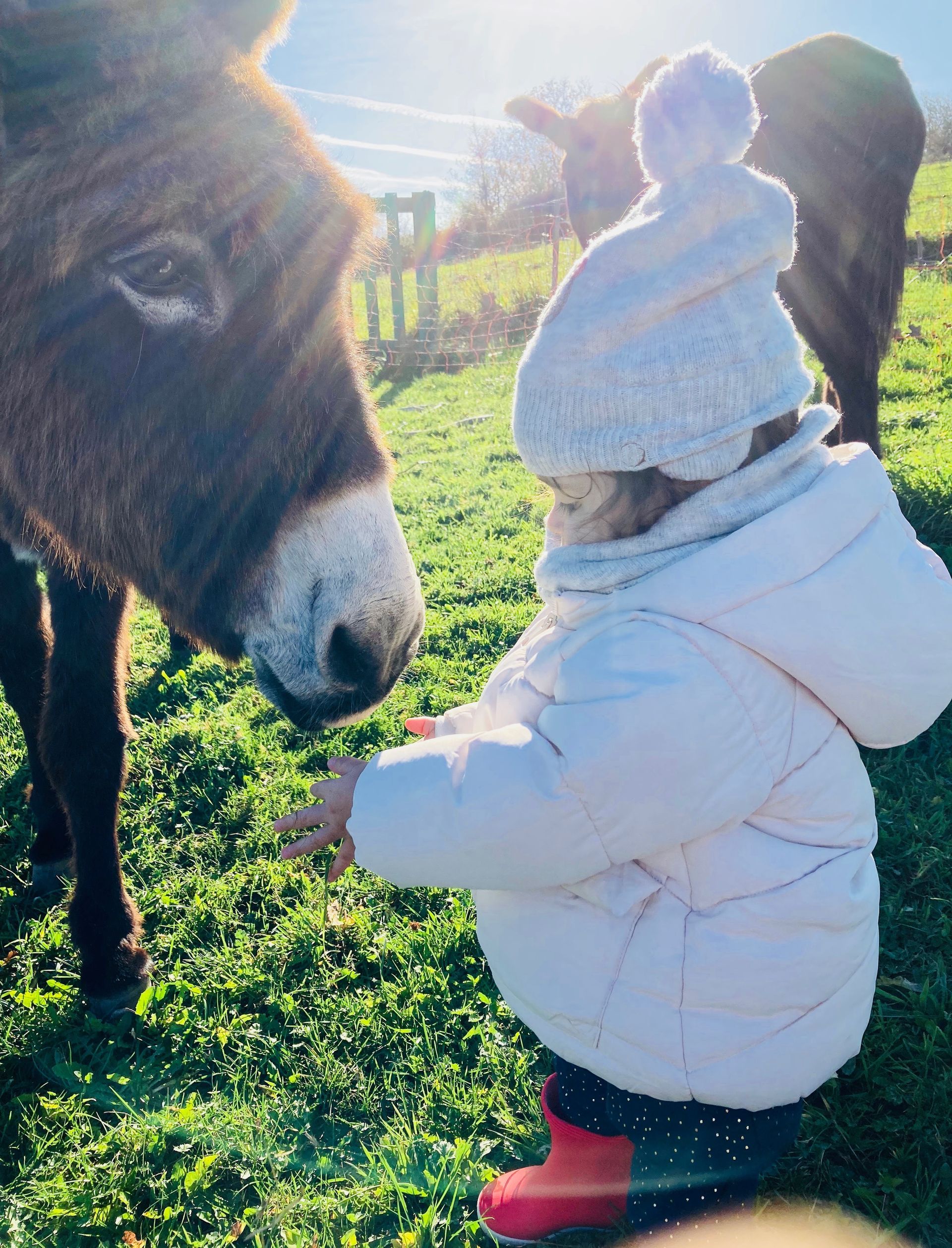 A young child in a puffy white jacket and knit hat pets a donkey in a grassy field on a sunny day.