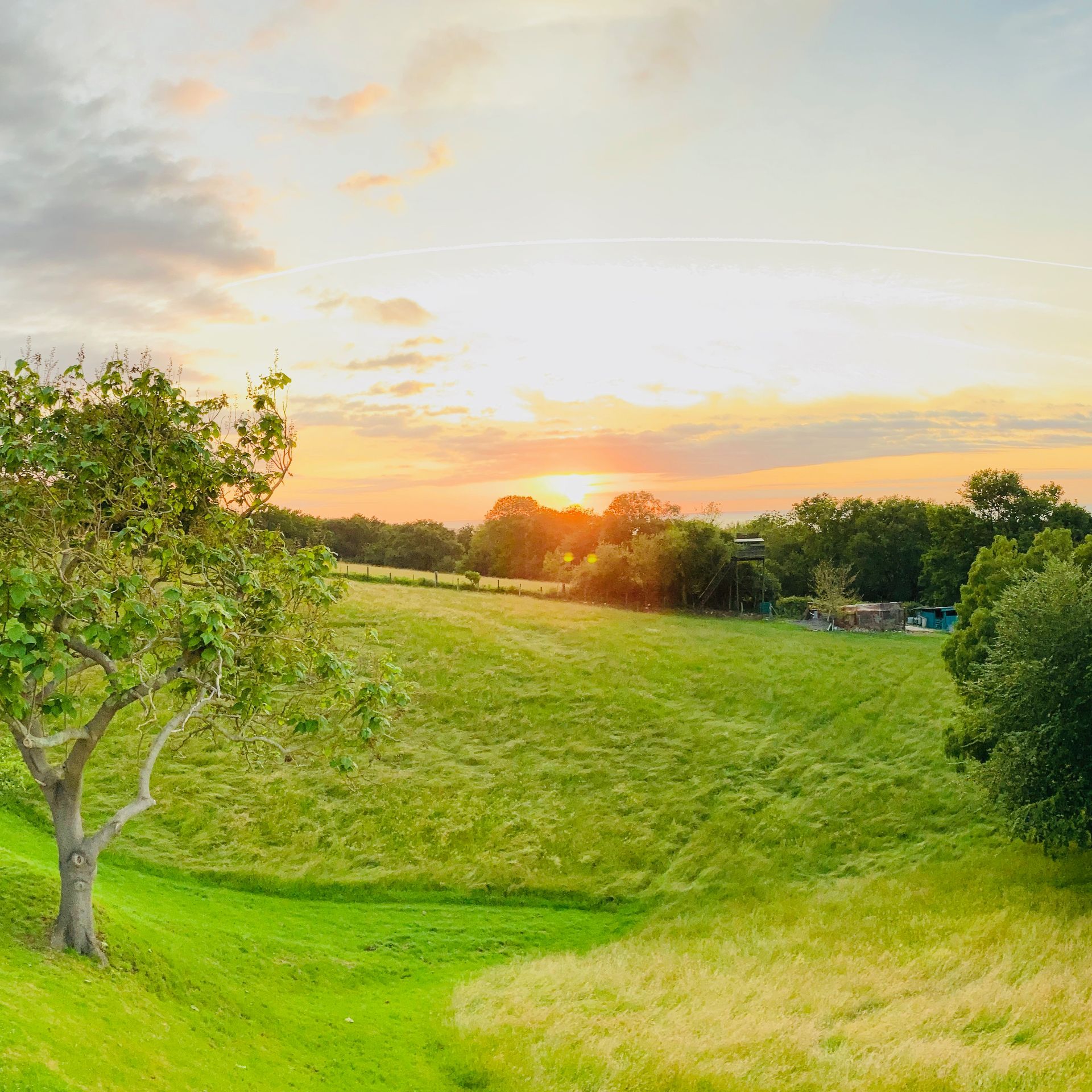 Green grassy field with trees, overlooking a sunset. Golden light fills the sky.