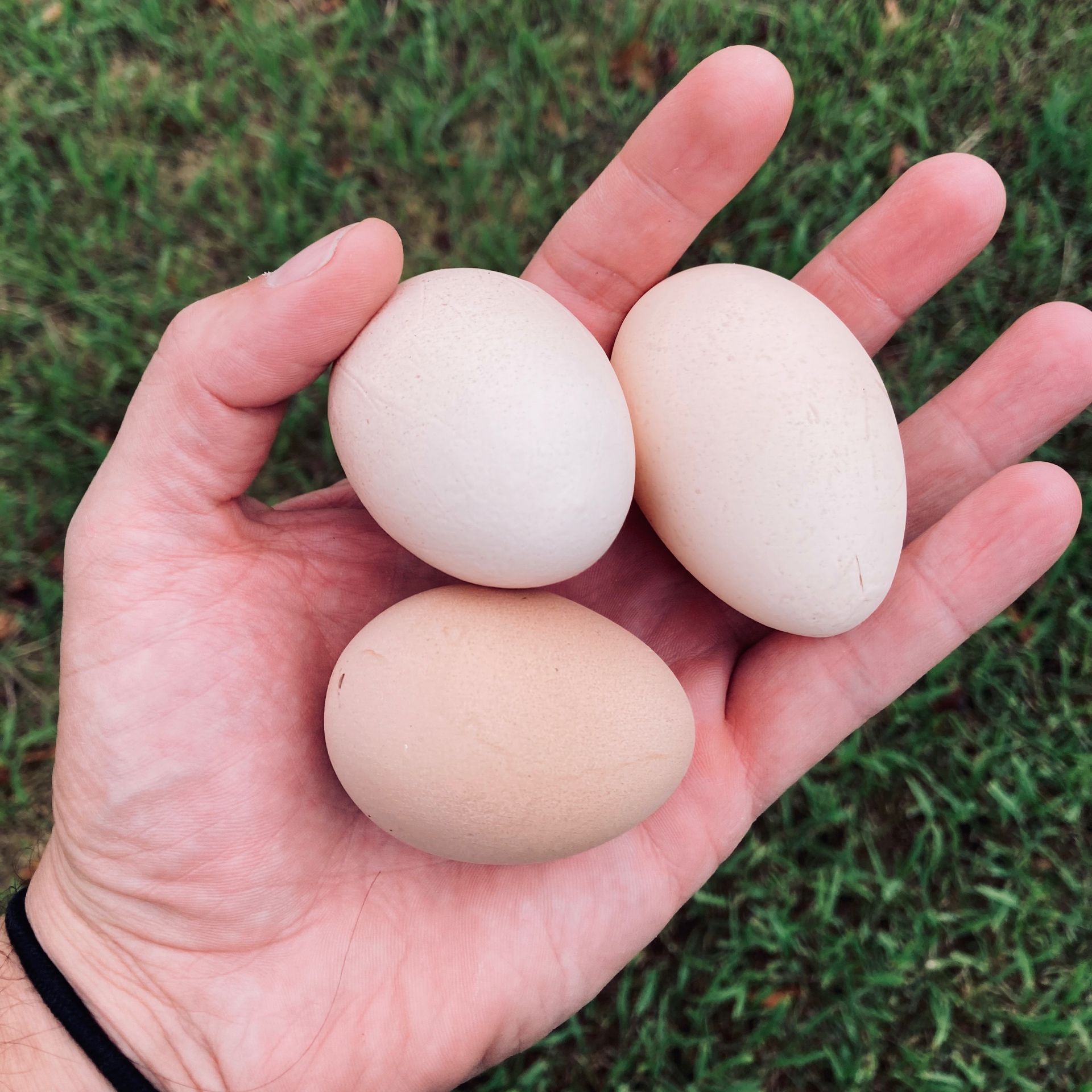 Hand holding three eggs: two white and one brown. Outdoors, green grass background.