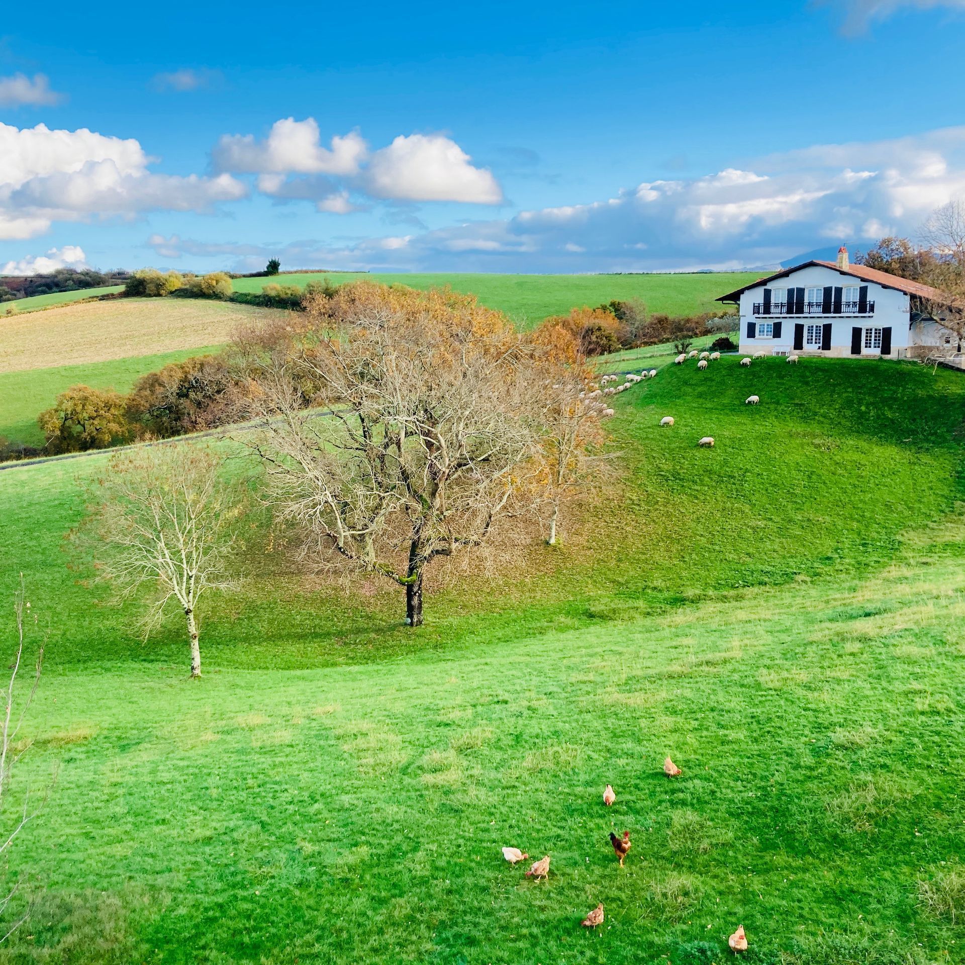 Green rolling hills with a white house, trees, and chickens under a blue sky with clouds.