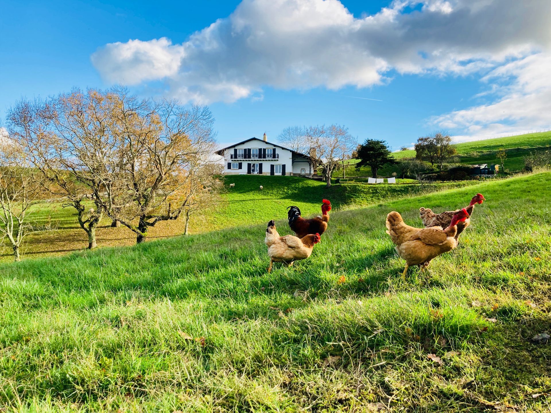 Chickens grazing on a grassy hillside, with a house in the distance under a blue sky.