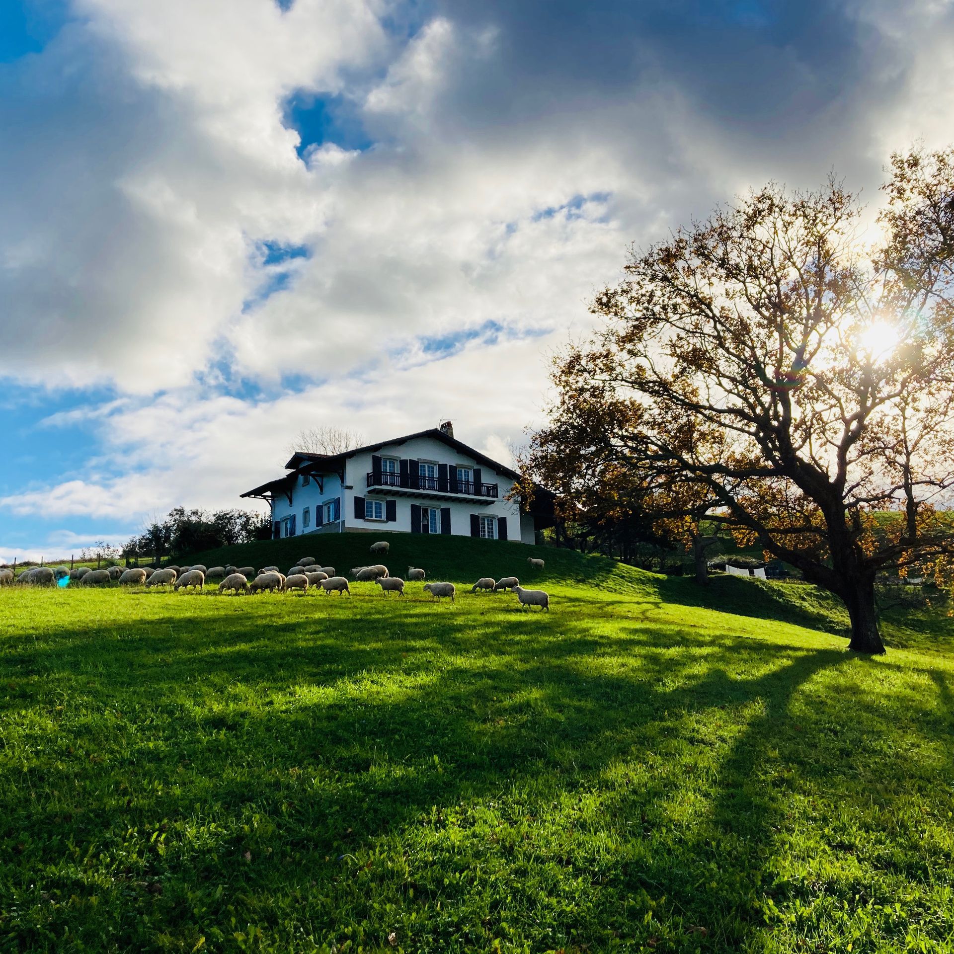 A two-story house on a grassy hill with sheep grazing under a cloudy sky. Sunlight streams through a tree.