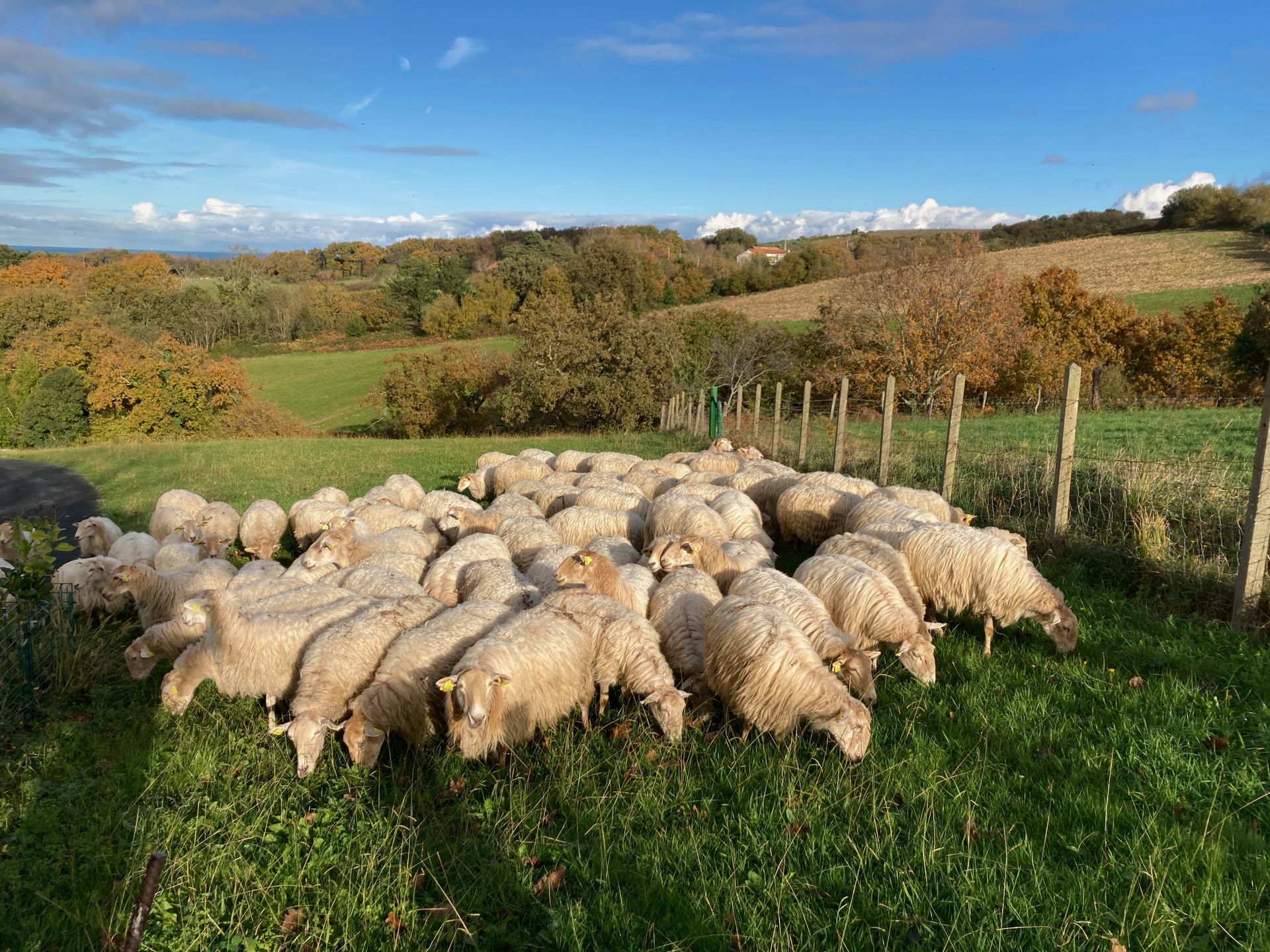 Flock of sheep grazing in a green field, with trees and hills in the background under a blue sky.