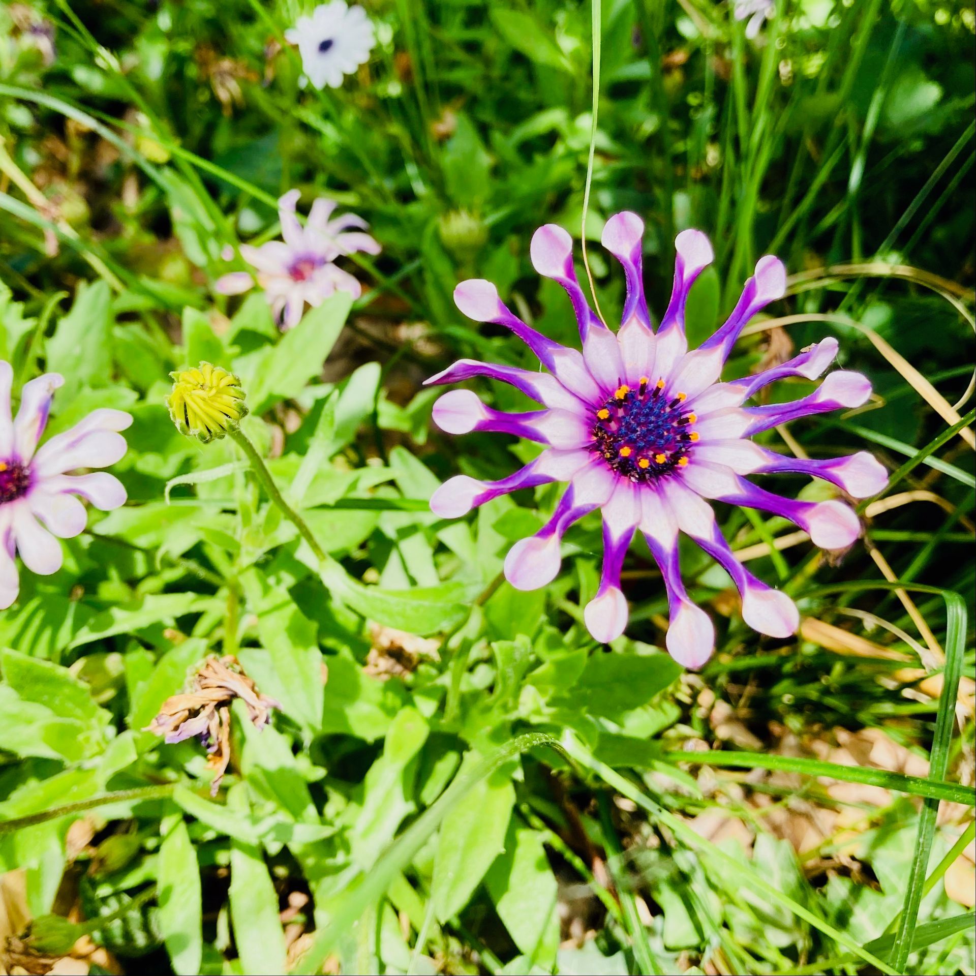 Purple and white Cape daisy with a yellow center, surrounded by green leaves and other flowers.