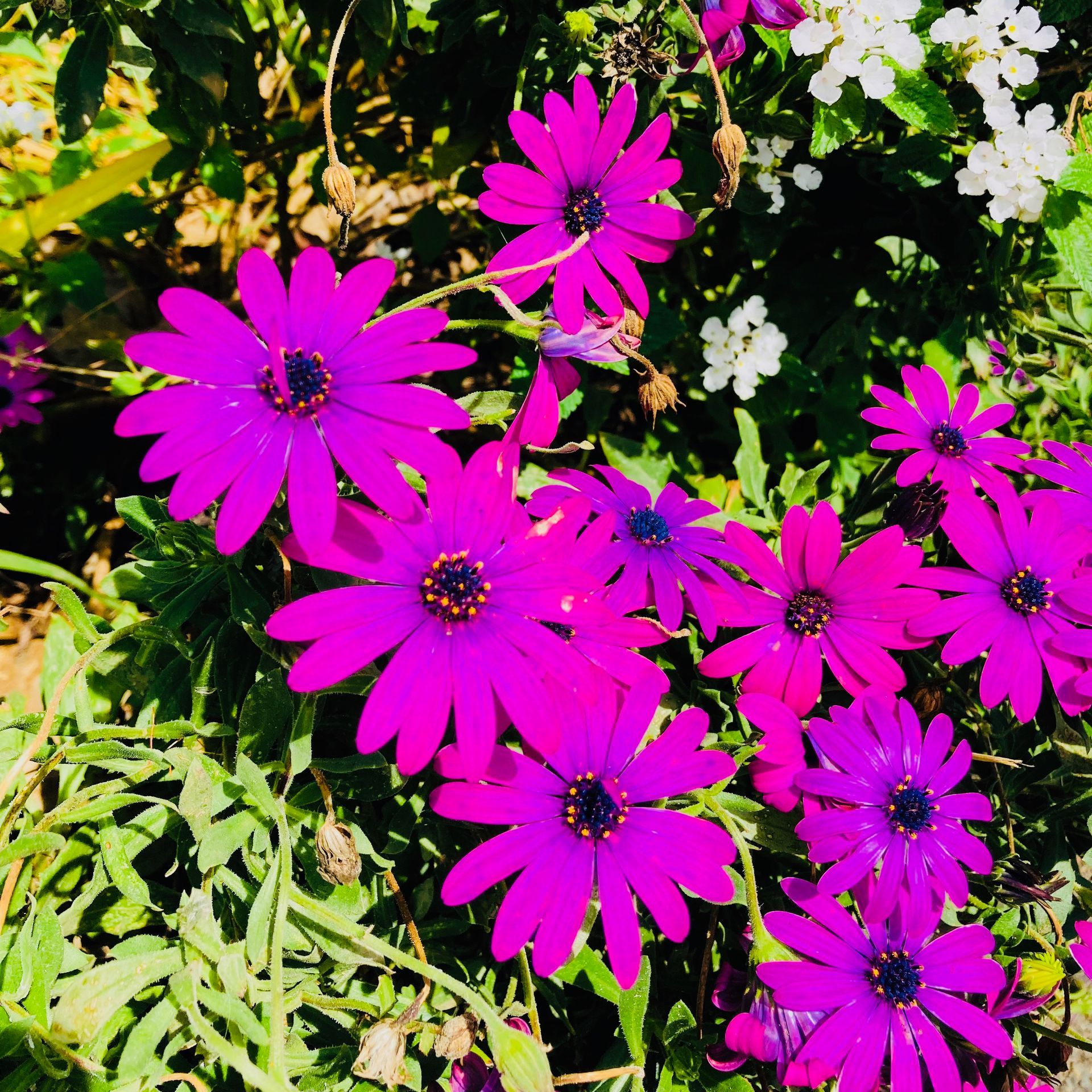 Purple African daisy flowers in a garden, with white flowers and green leaves.