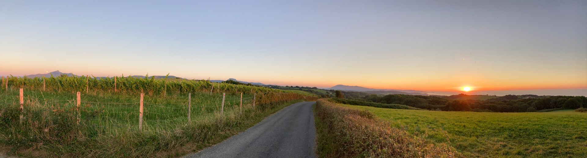Sunrise over a vineyard with a path leading towards the bright horizon.