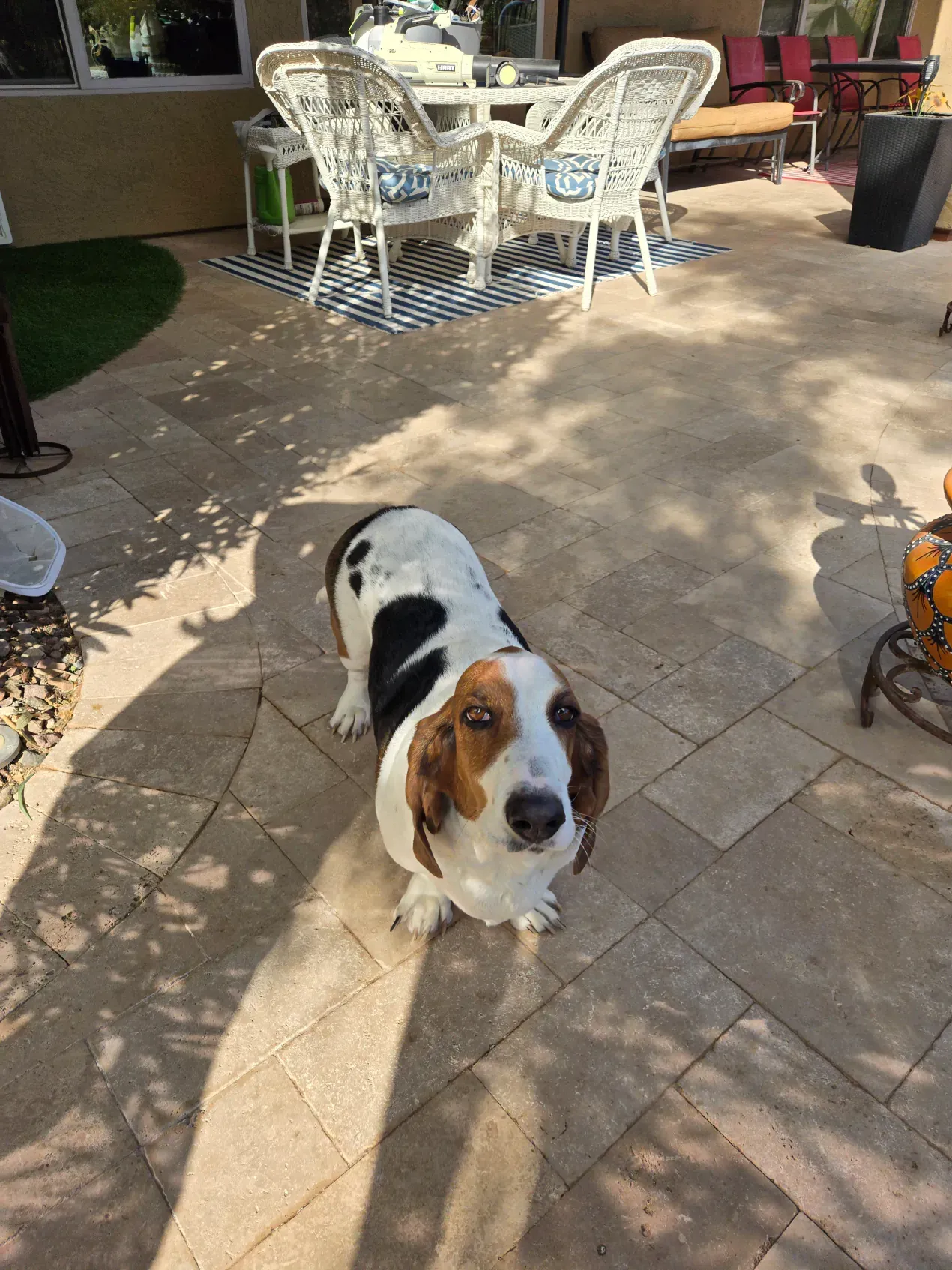 A basset hound dog is standing on a patio next to a table and chairs.