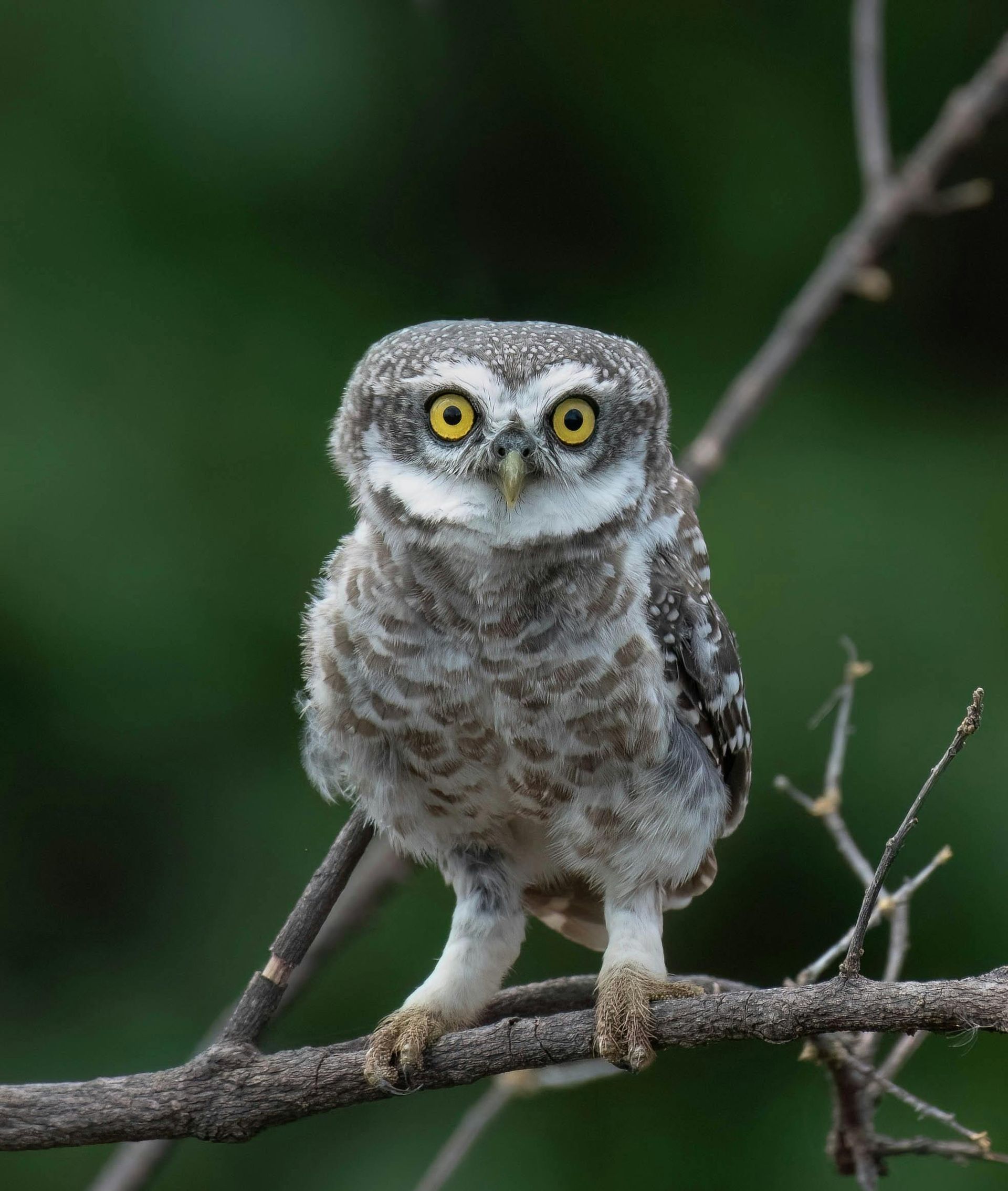 A small owl perched on a tree branch looking at the camera