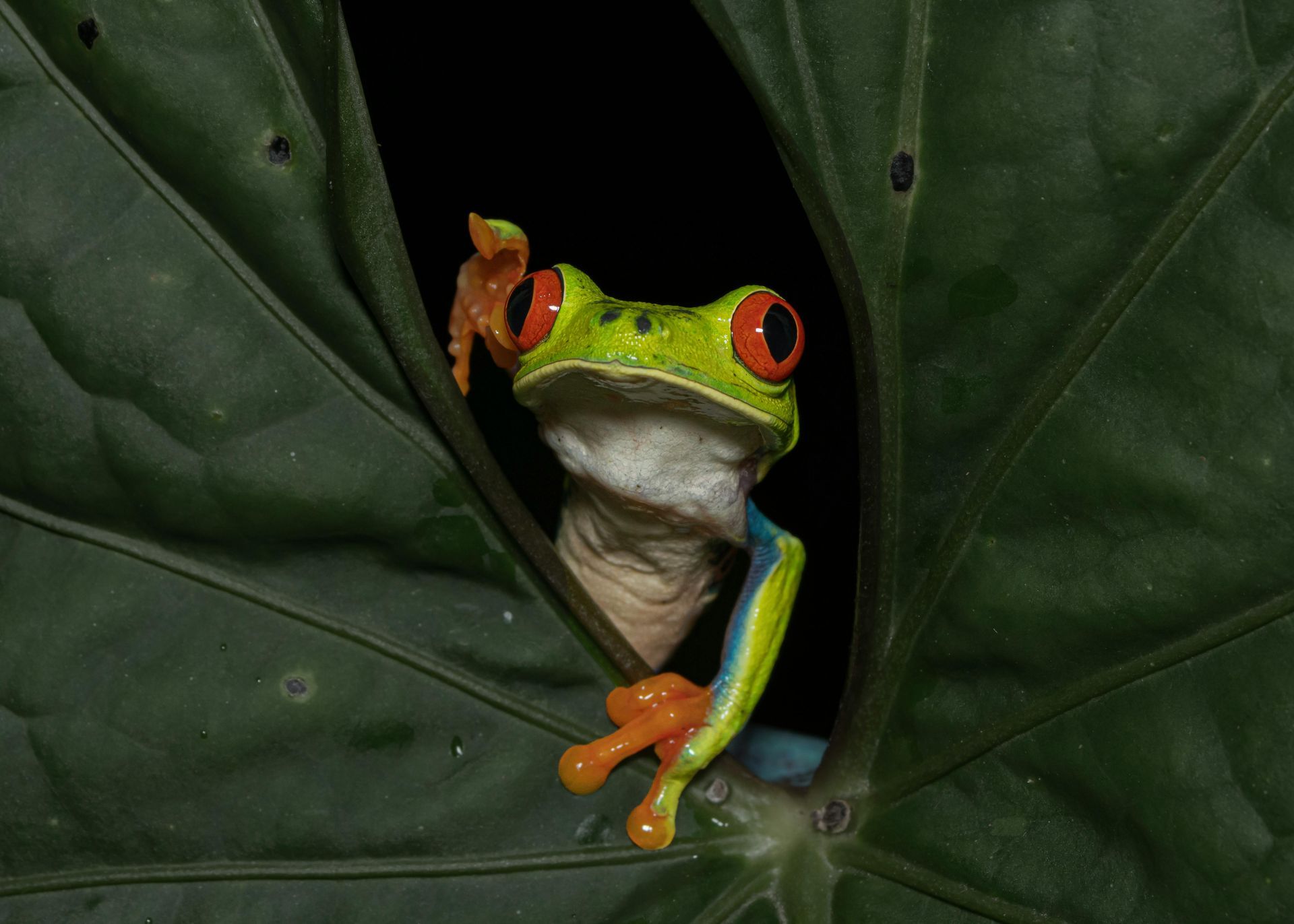 A frog is sticking its head out of a hole in a leaf.