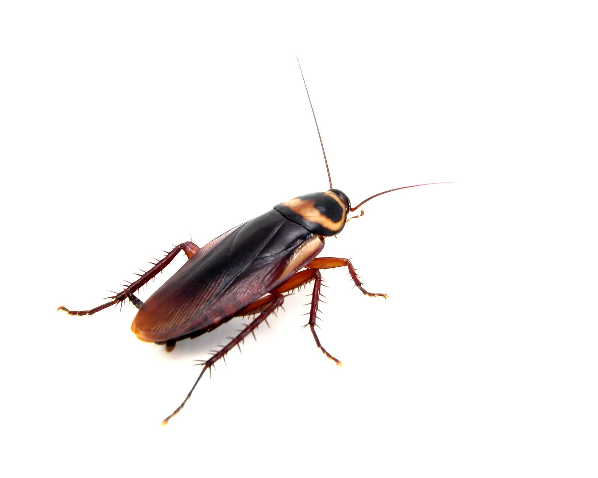 Cockroach, brown and black, on white background.