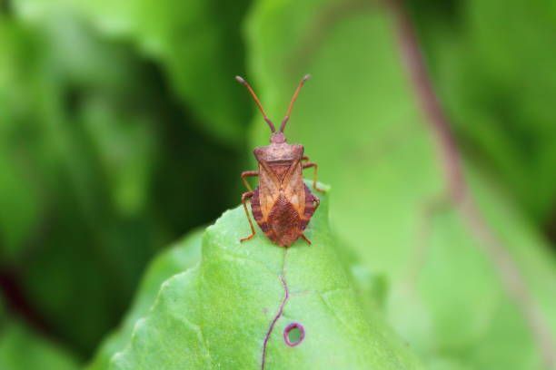 Brown squash bug on a green leaf, facing forward.
