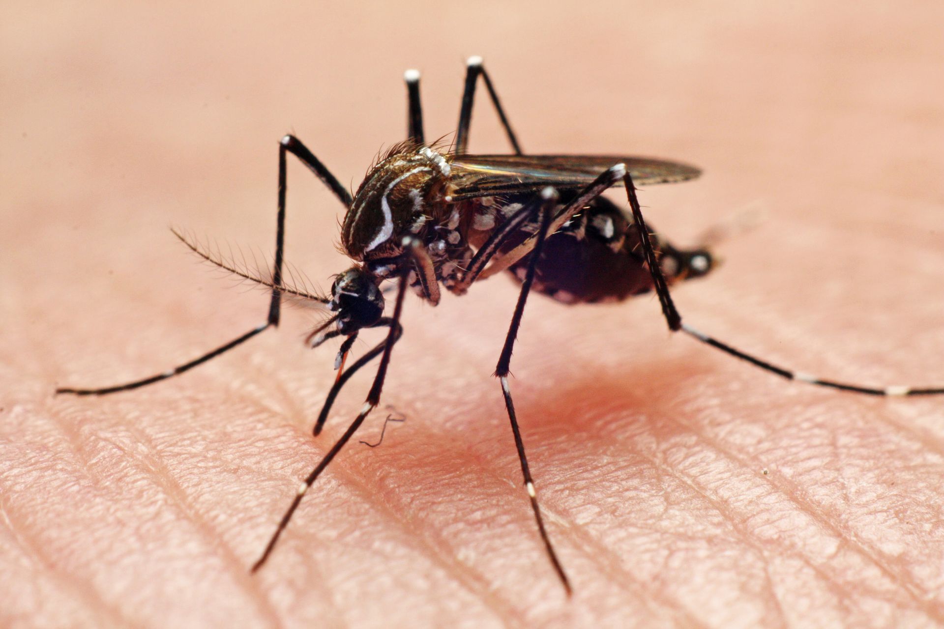 Mosquito on skin, sucking blood; black and white with striped legs.