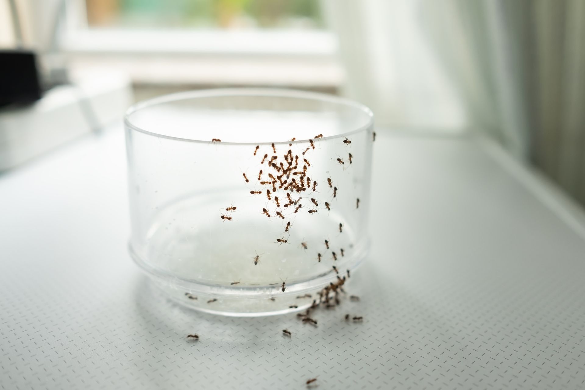 Ants trapped in a clear container on a white surface near a window.