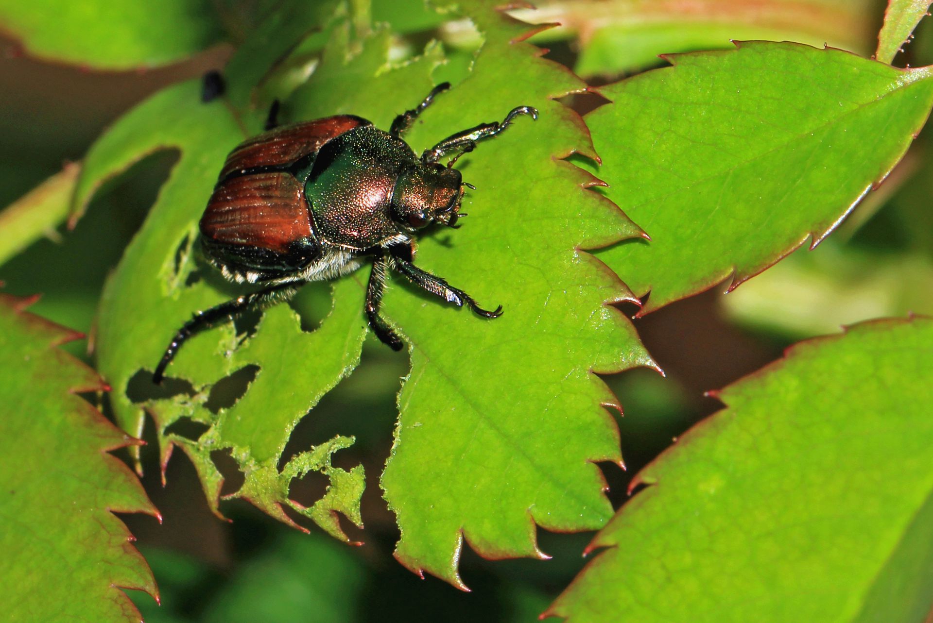 Japanese beetle on a green leaf, eating it and leaving holes.